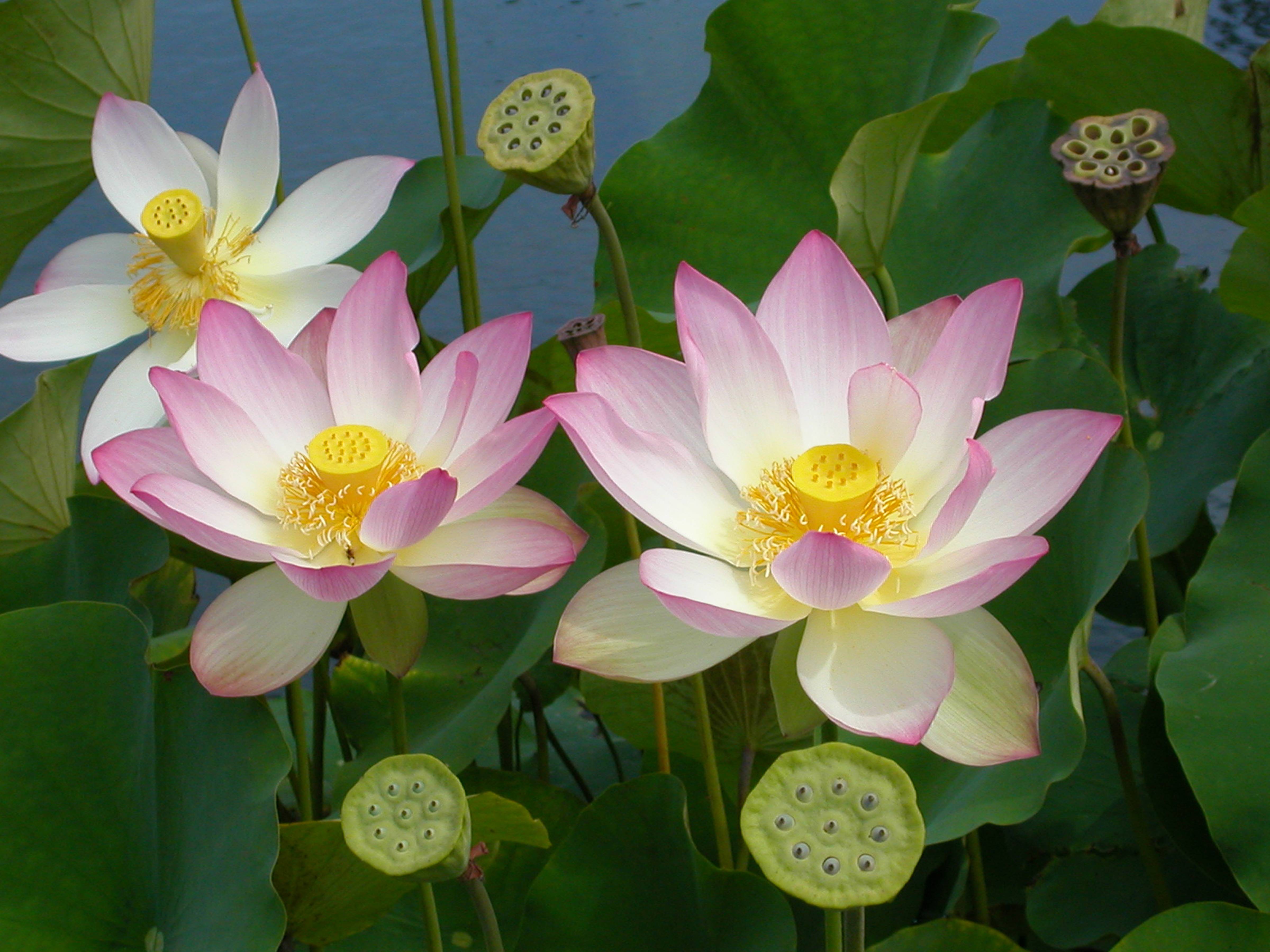 Lotus Blossoms