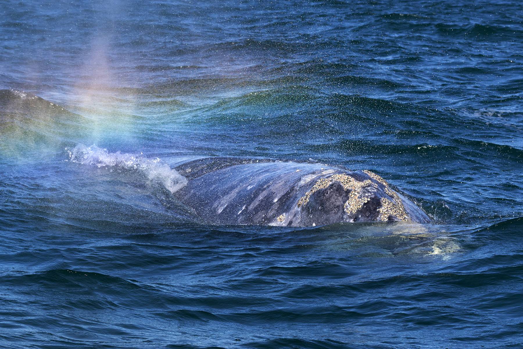 Gray Whale "RainBlow"
