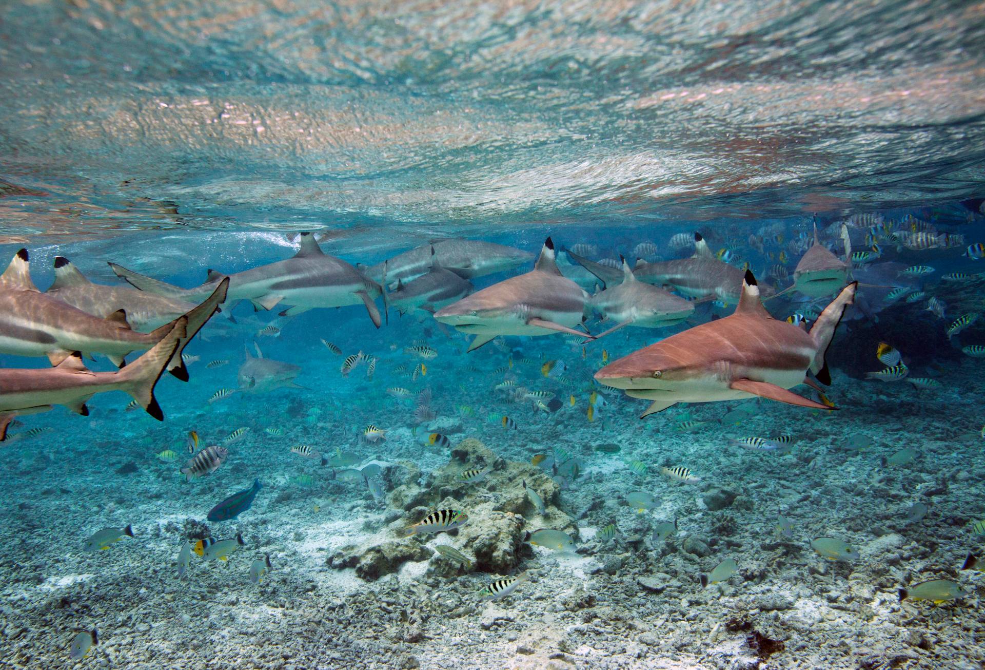Black Tip Reef Sharks, Bora Bora, French Polynesia