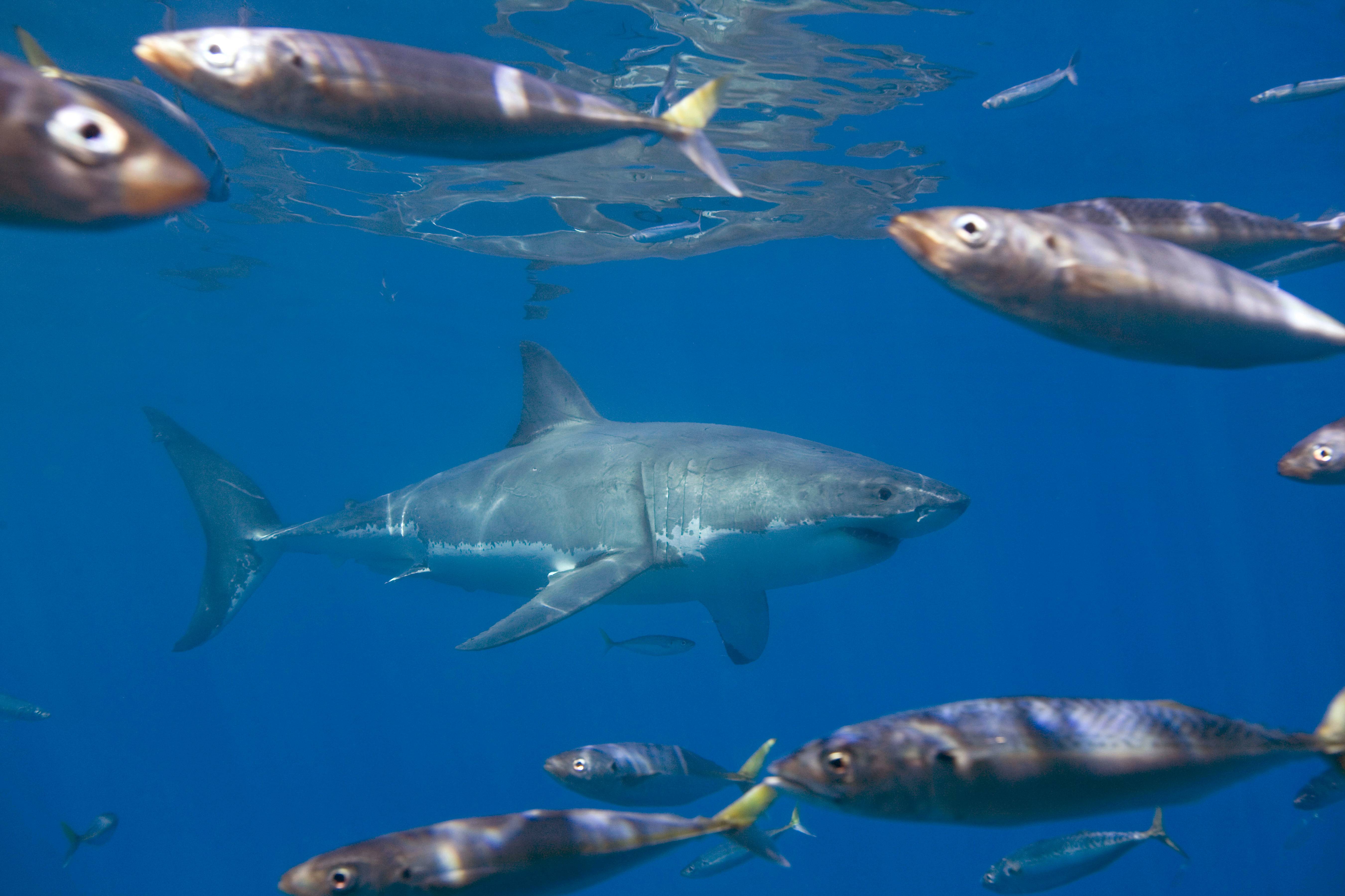 Great White Shark Framed by Fish