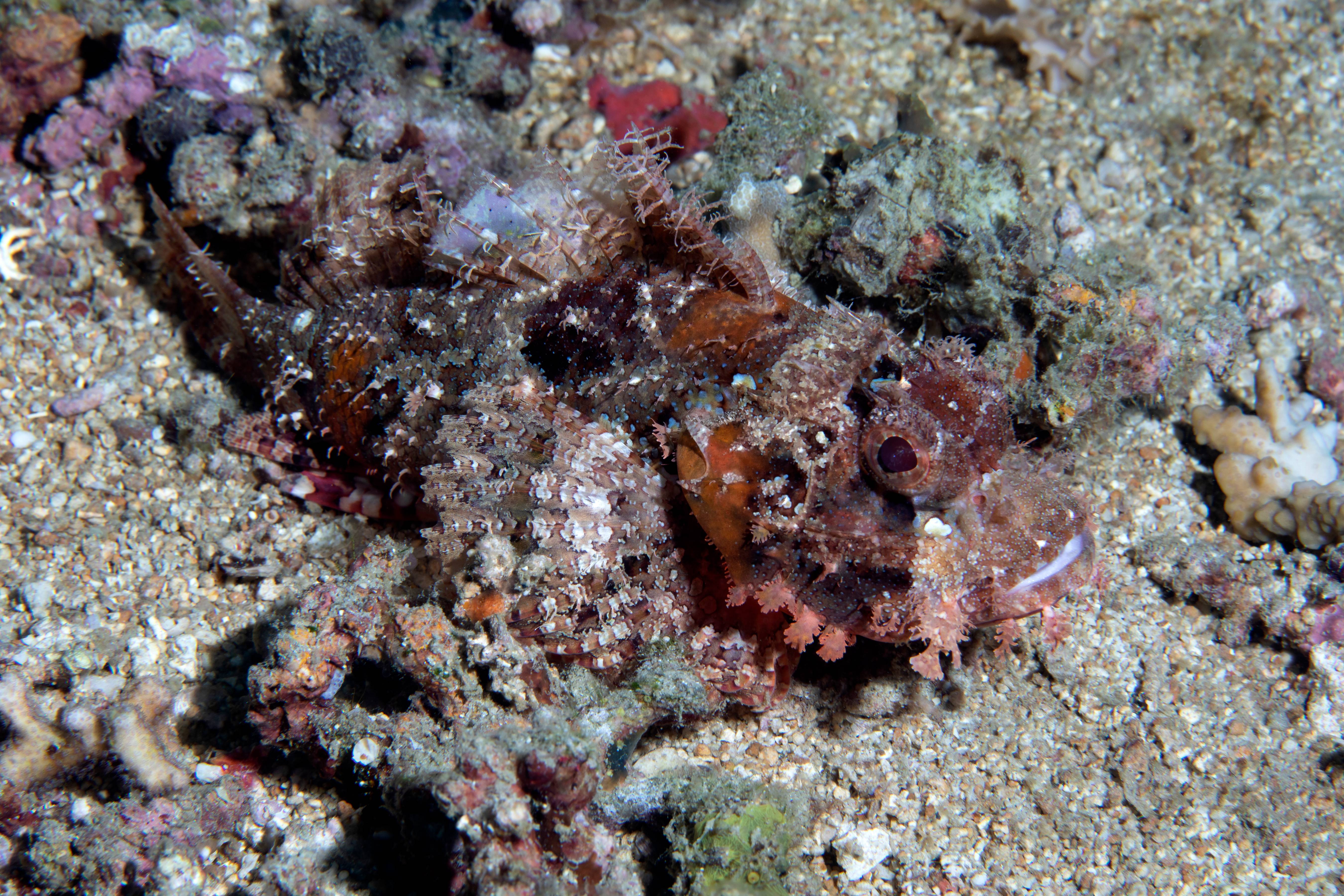 Scorpionfish on Sand, Phillipines