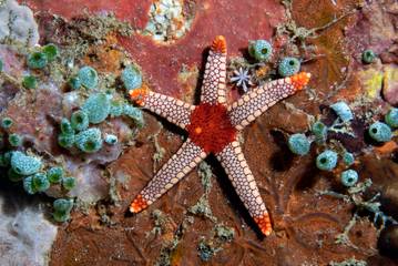 Sea Star On Wreck, Puerta Galera, Phillipines