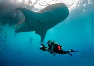 SaraSLindSCUBADivingWithWhaleshark2024.jpg