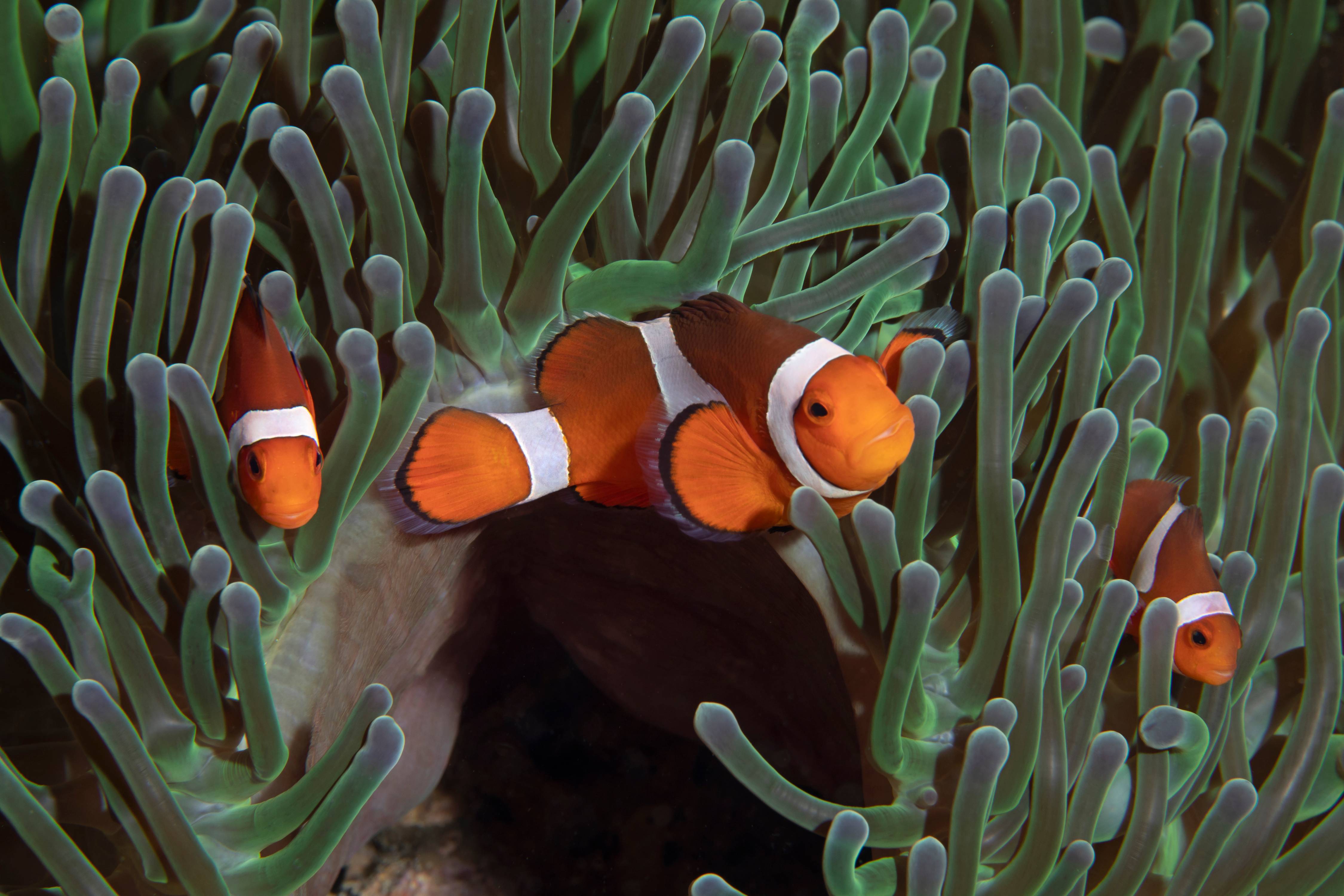 Clown Anemonefish, Phillipines