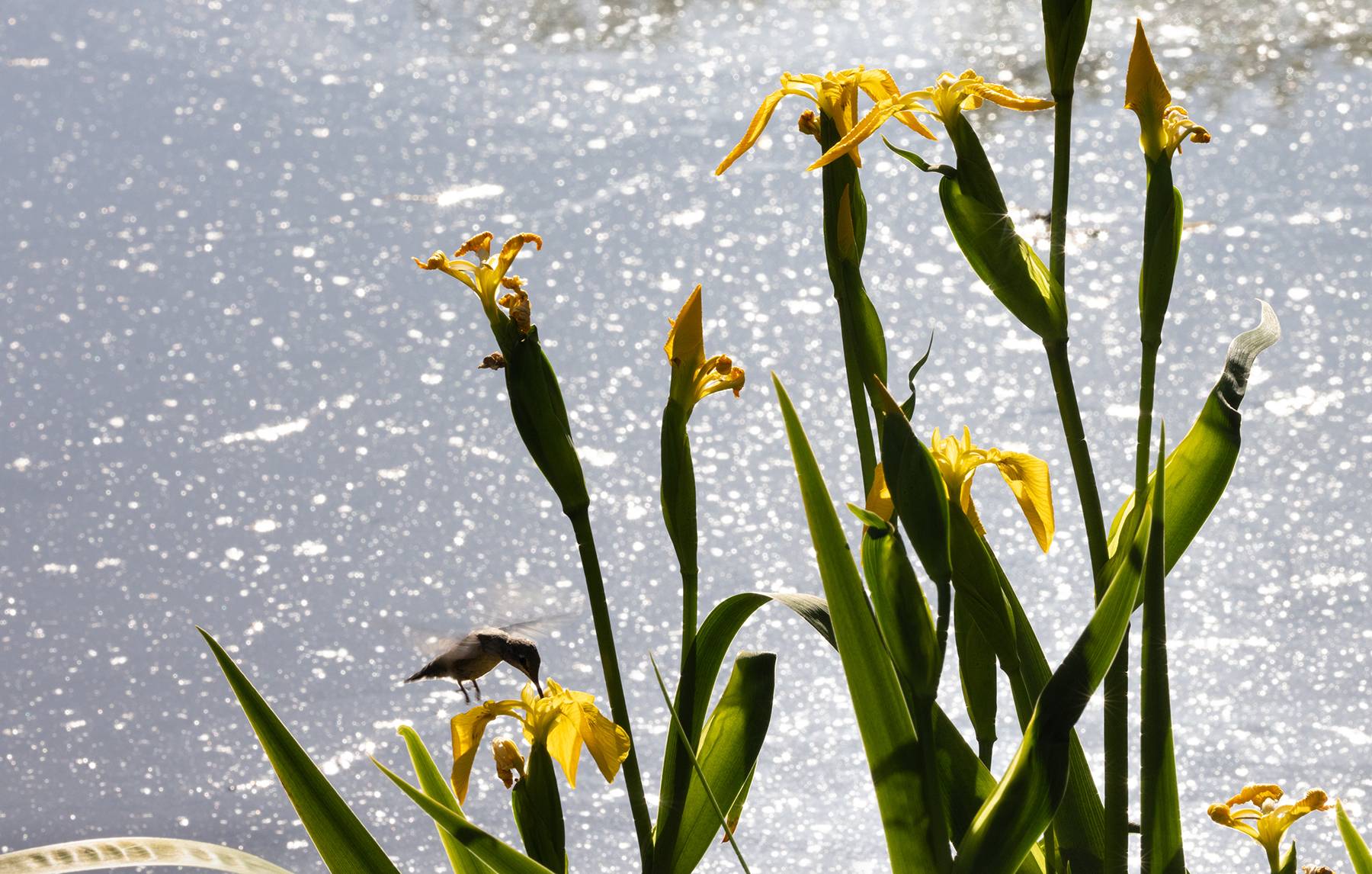 Marsh Irises and Hummingbird