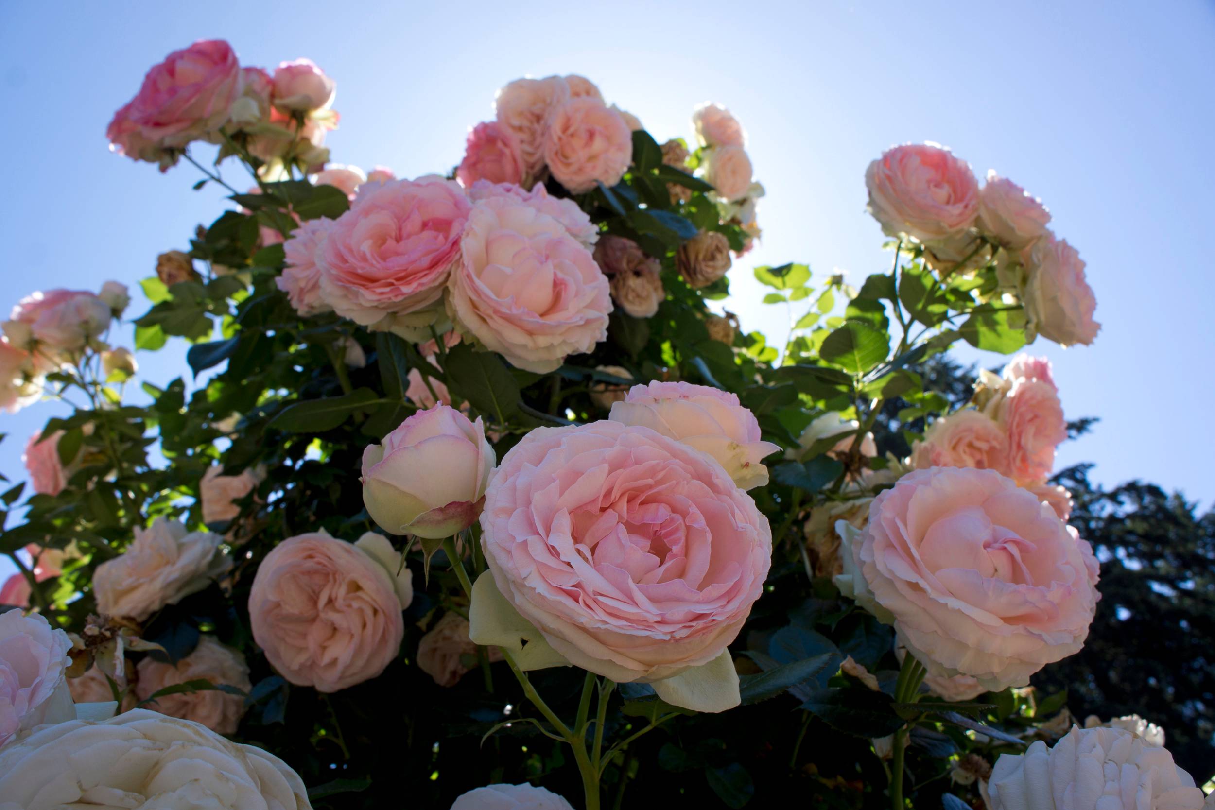 Roses, Portland, Oregon