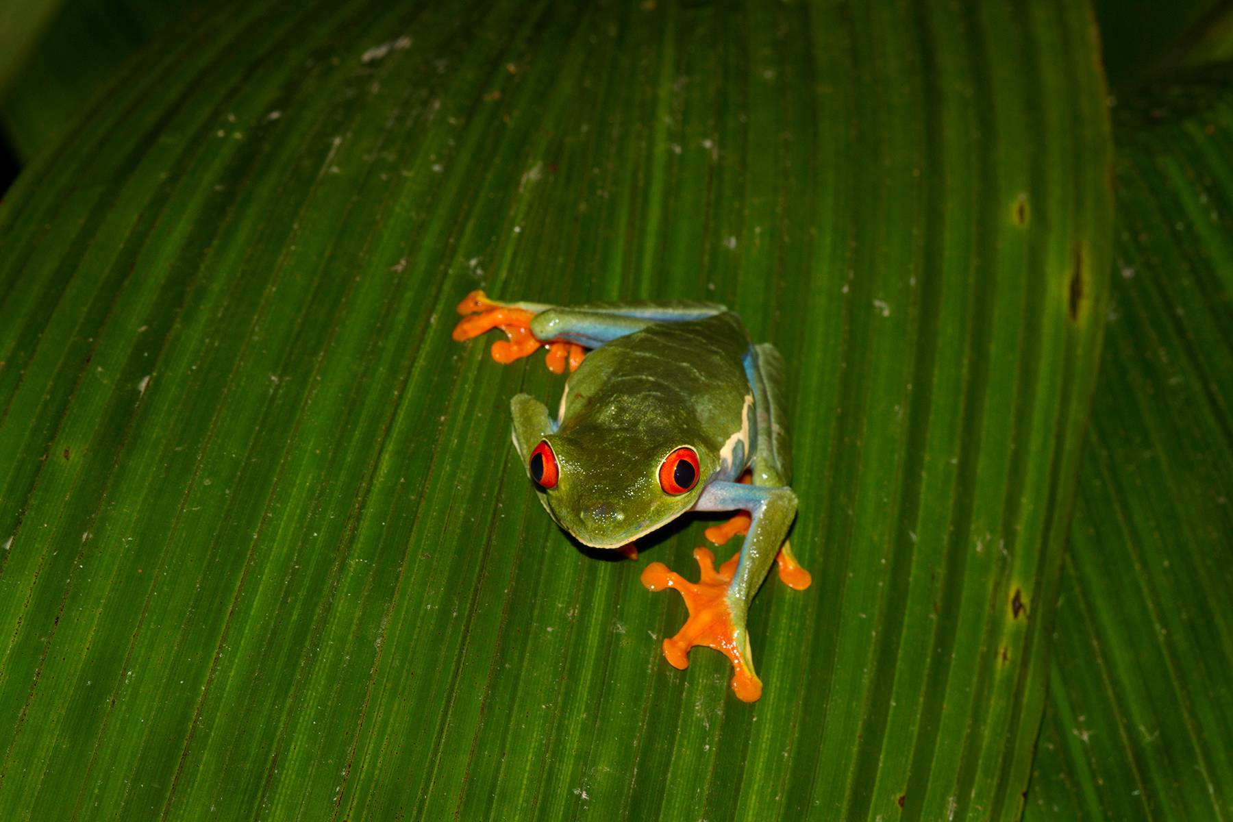 Tree Frog, Costa Rica