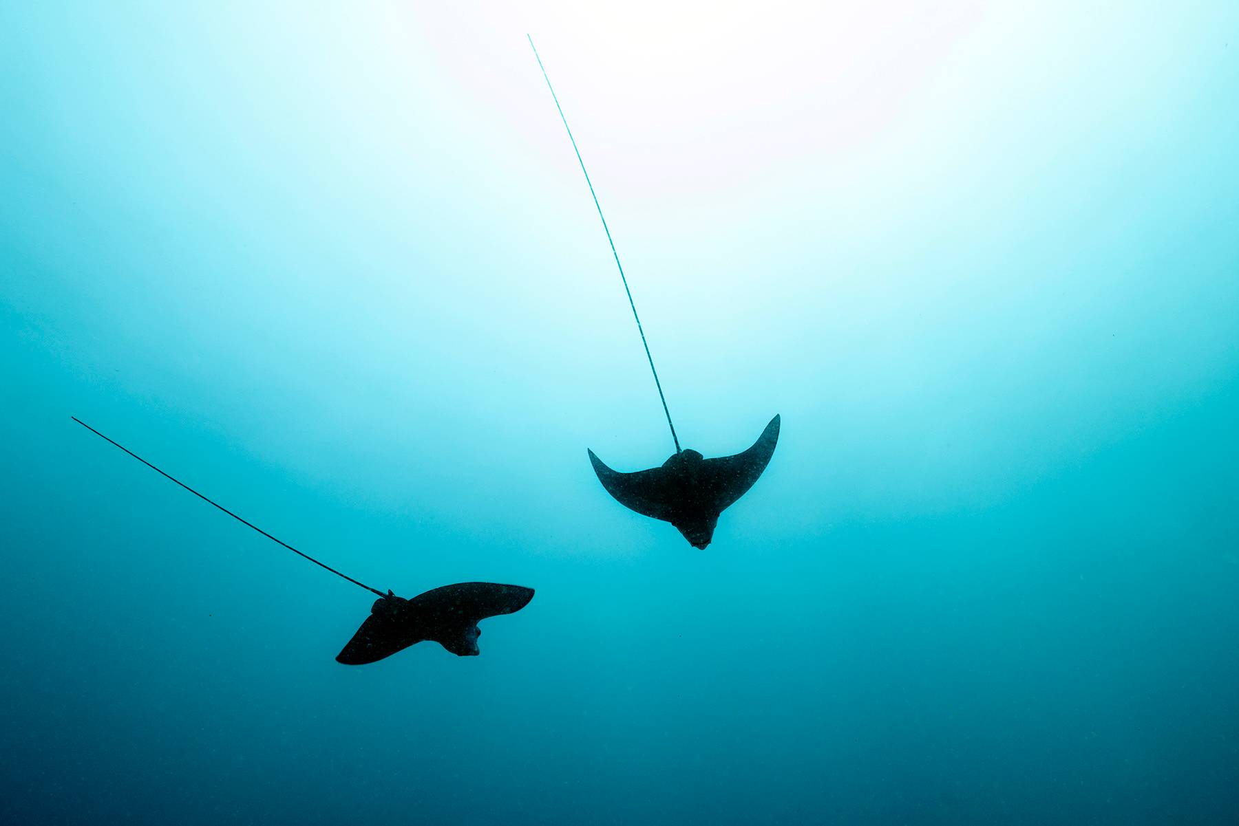 Eagle Rays, Maldives