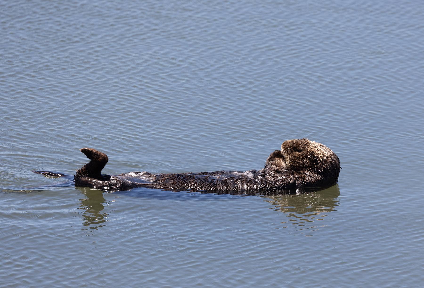 Snoozing Otter