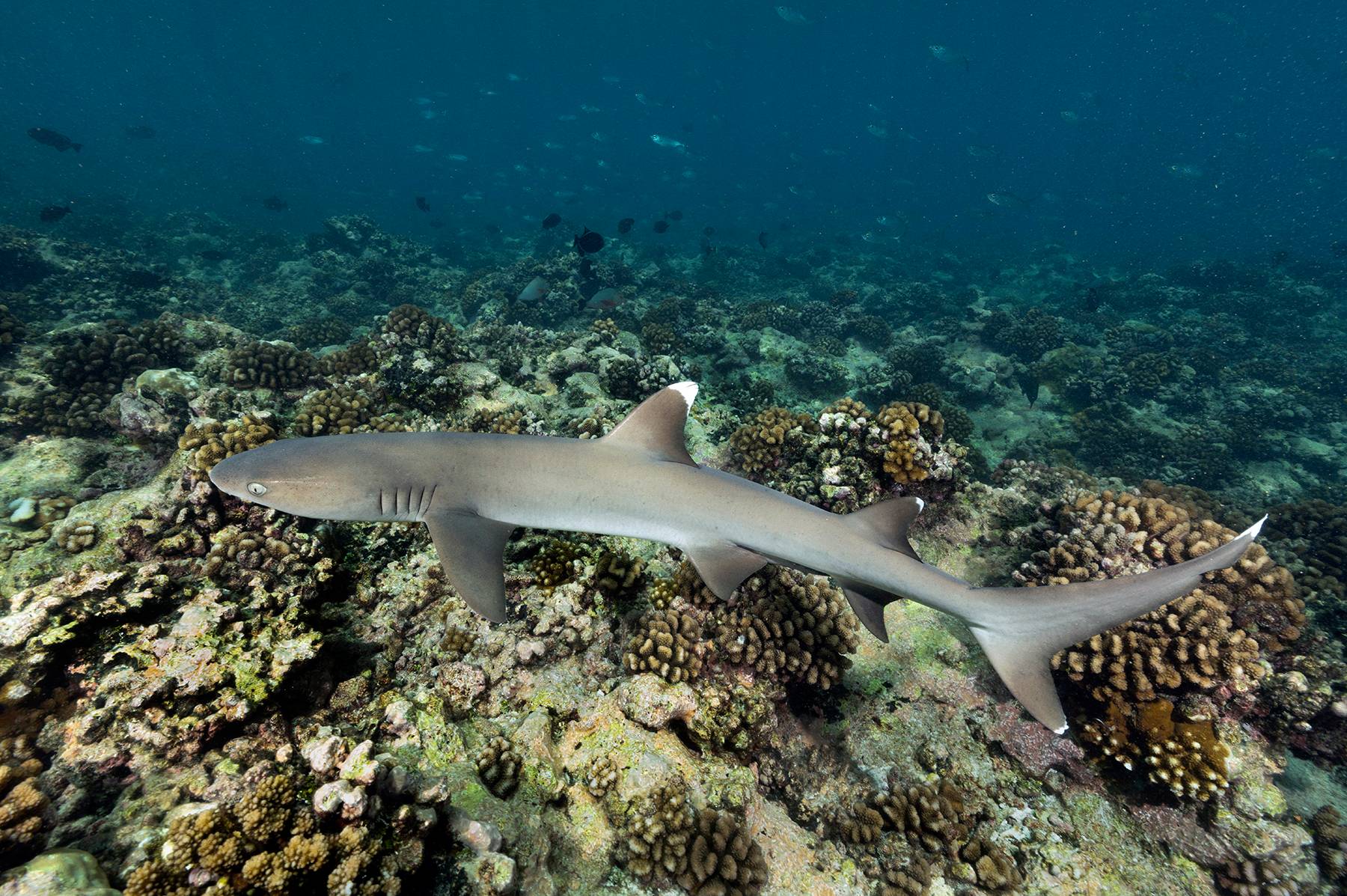 WhiteTip cruising reef, French Polynesia