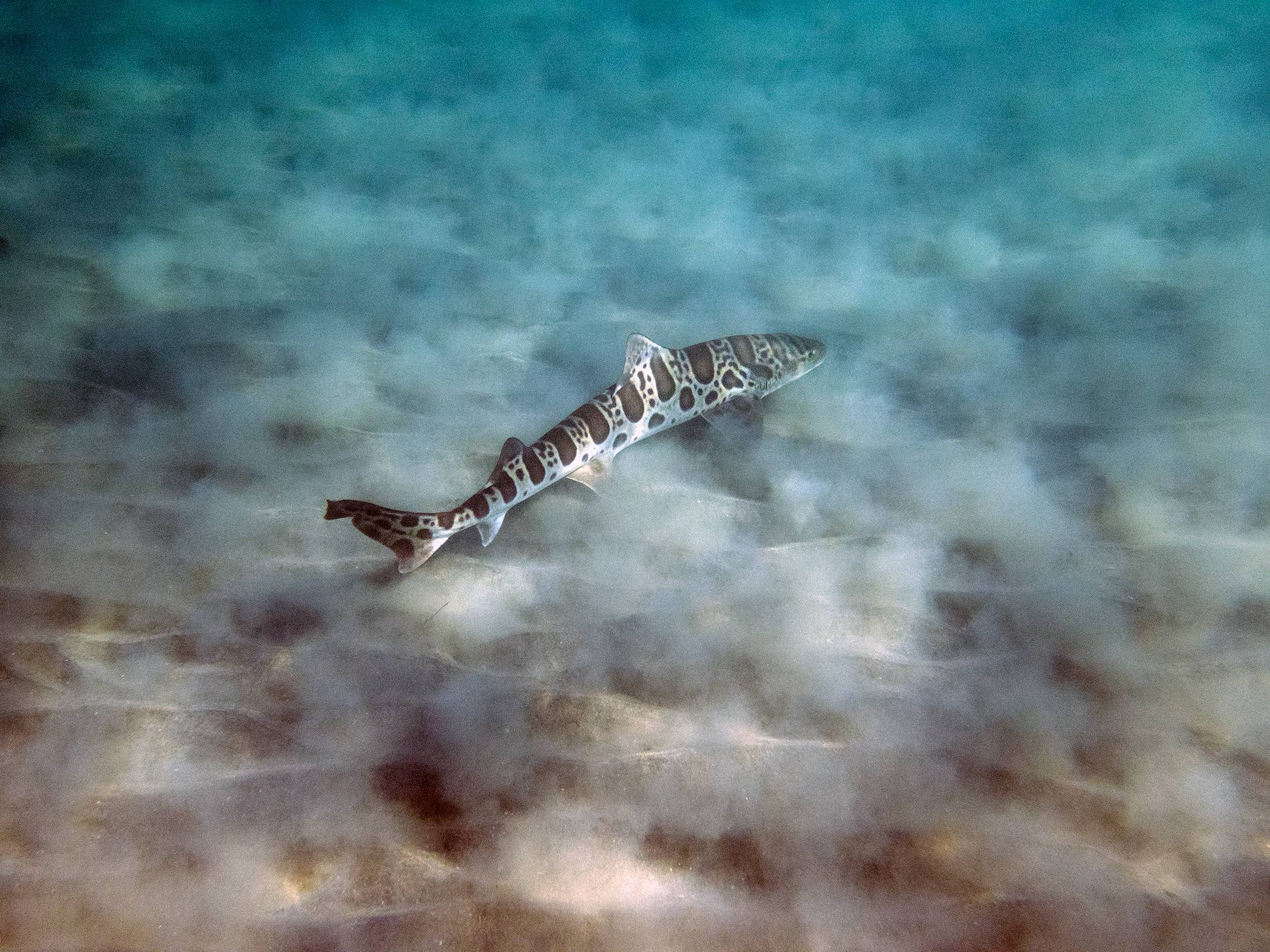  Leopard Shark, La Jolla Shores, California