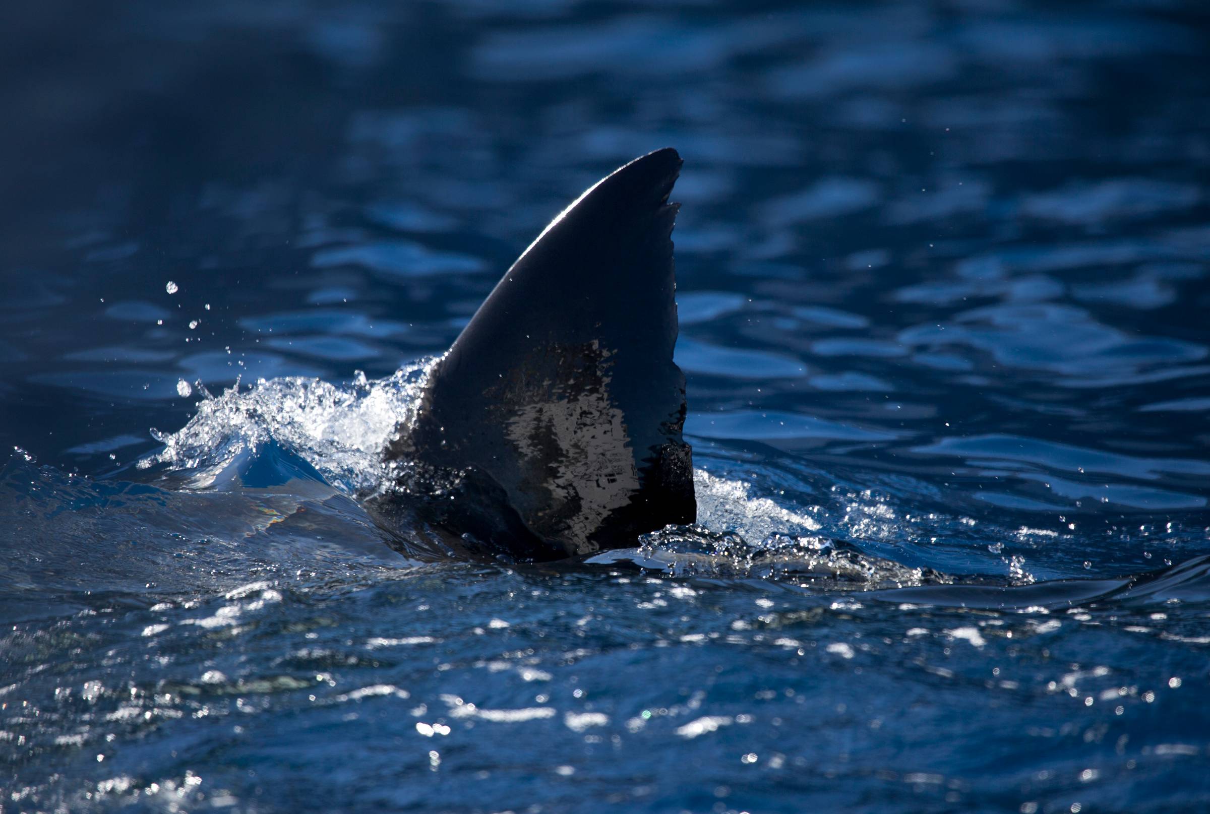 Great White Shark Fin, Mexico