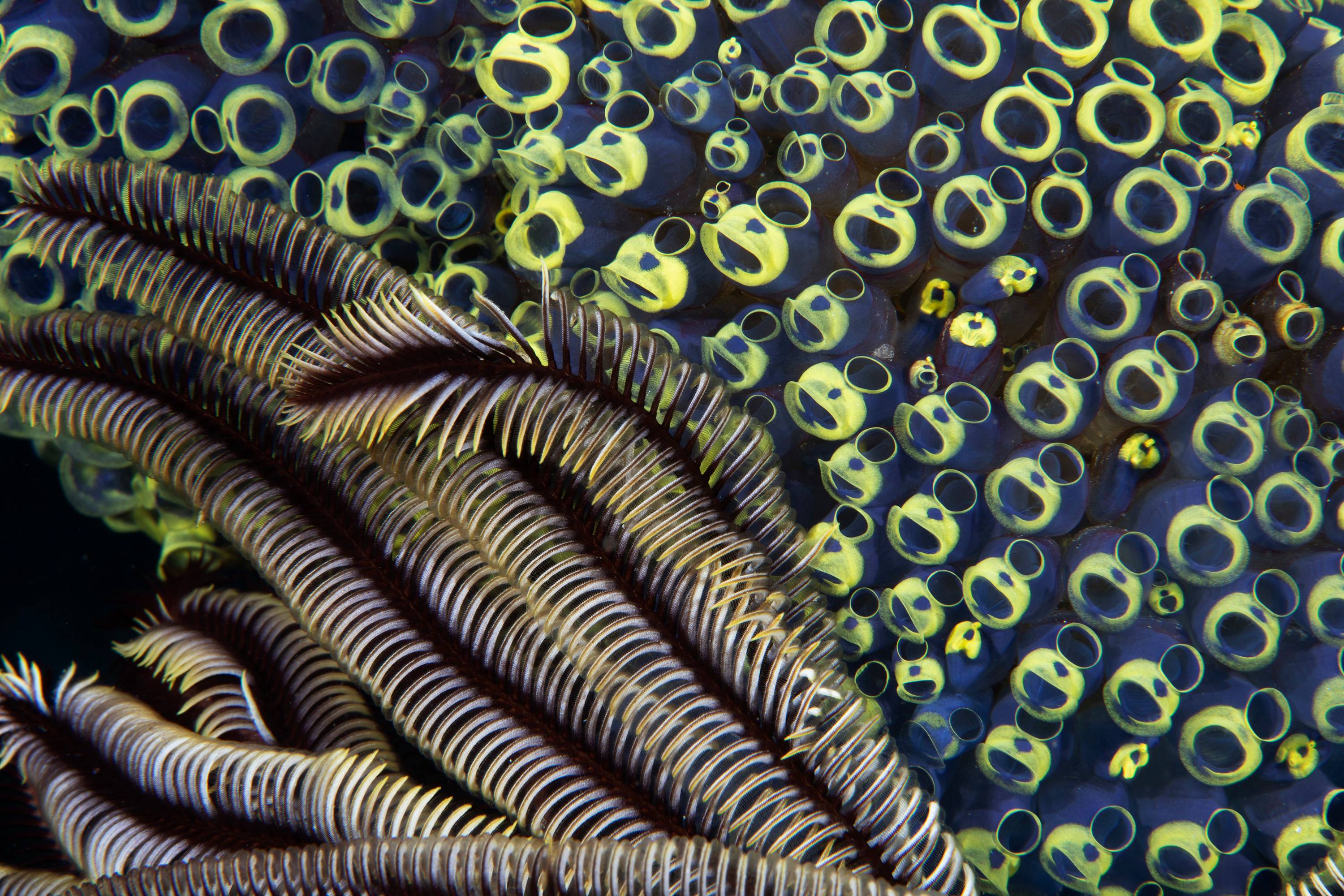Tunicates And Crinoid, Puerta Galera, Phillipines