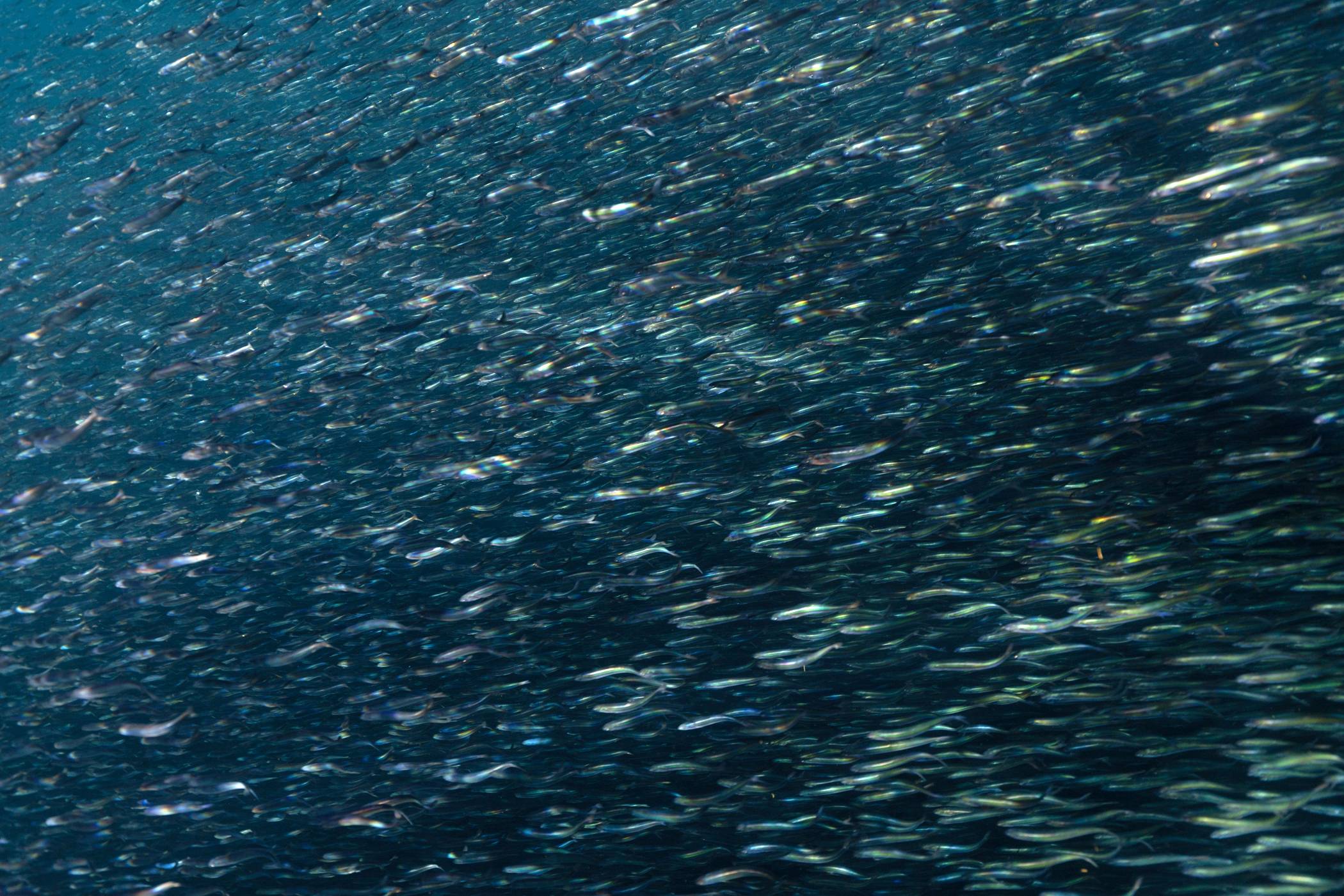 Bait Ball, San Diego