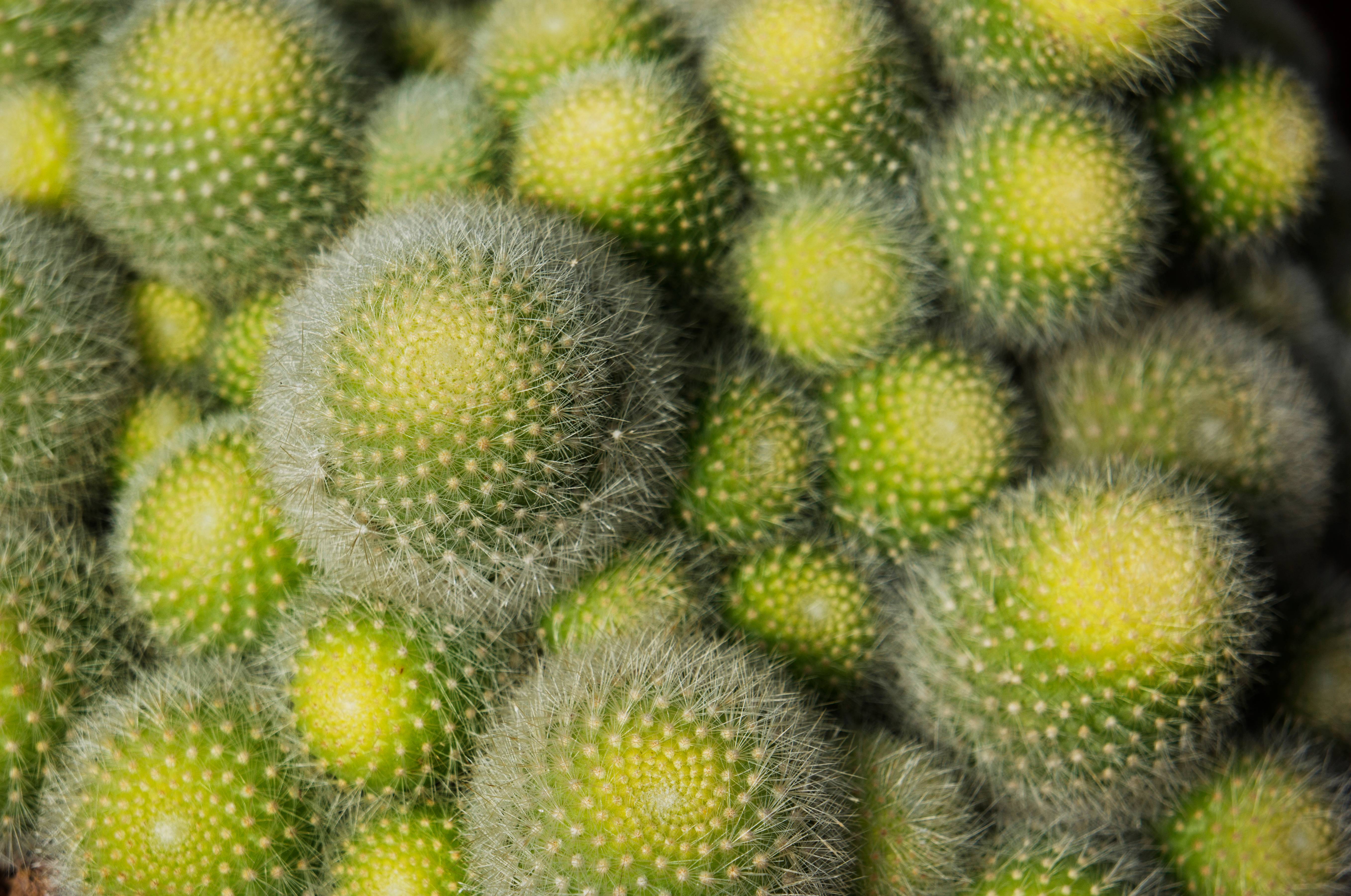 Cacti