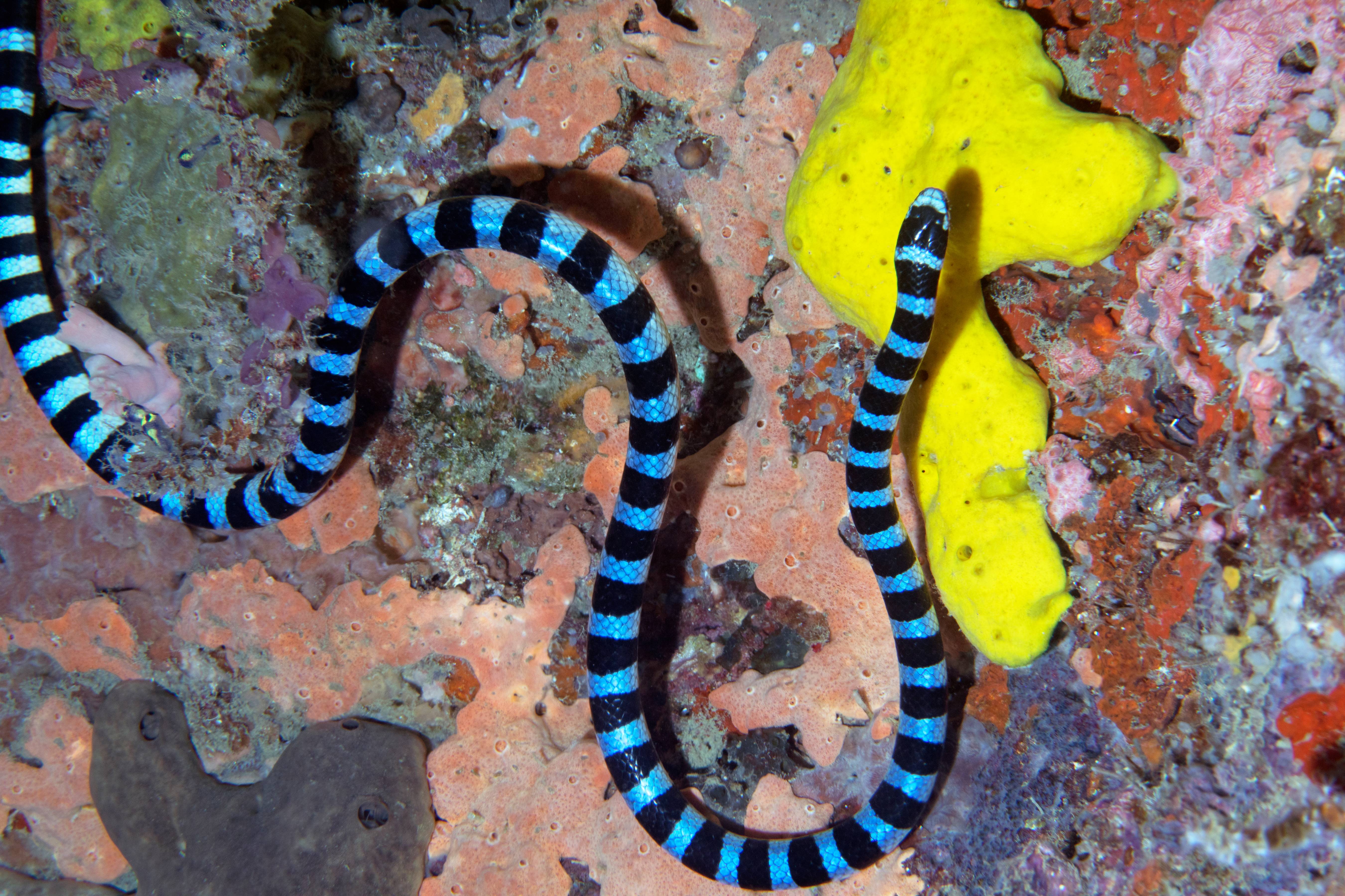 Banded Sea Krait, Phillipines