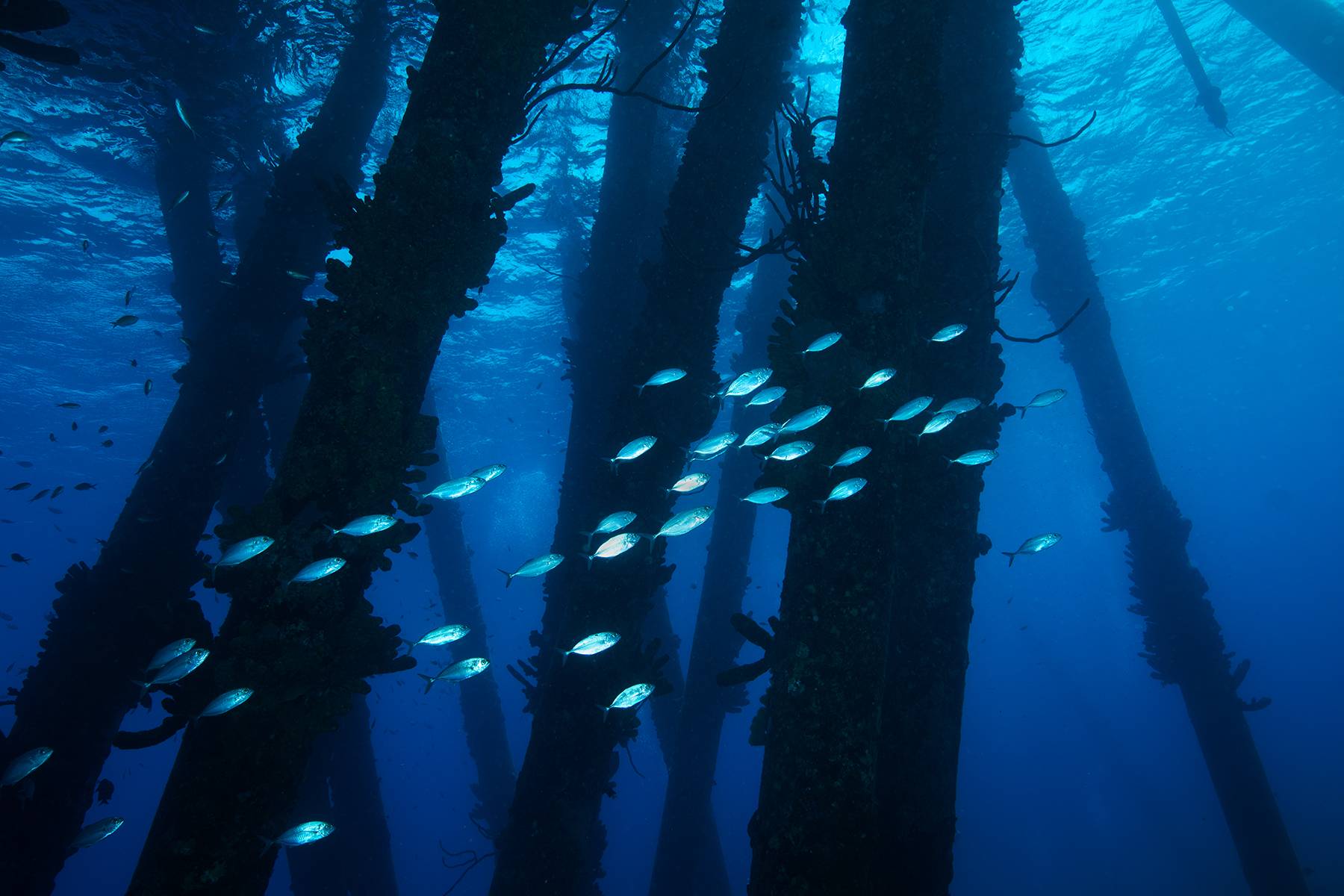 Salt Pier, Bonaire