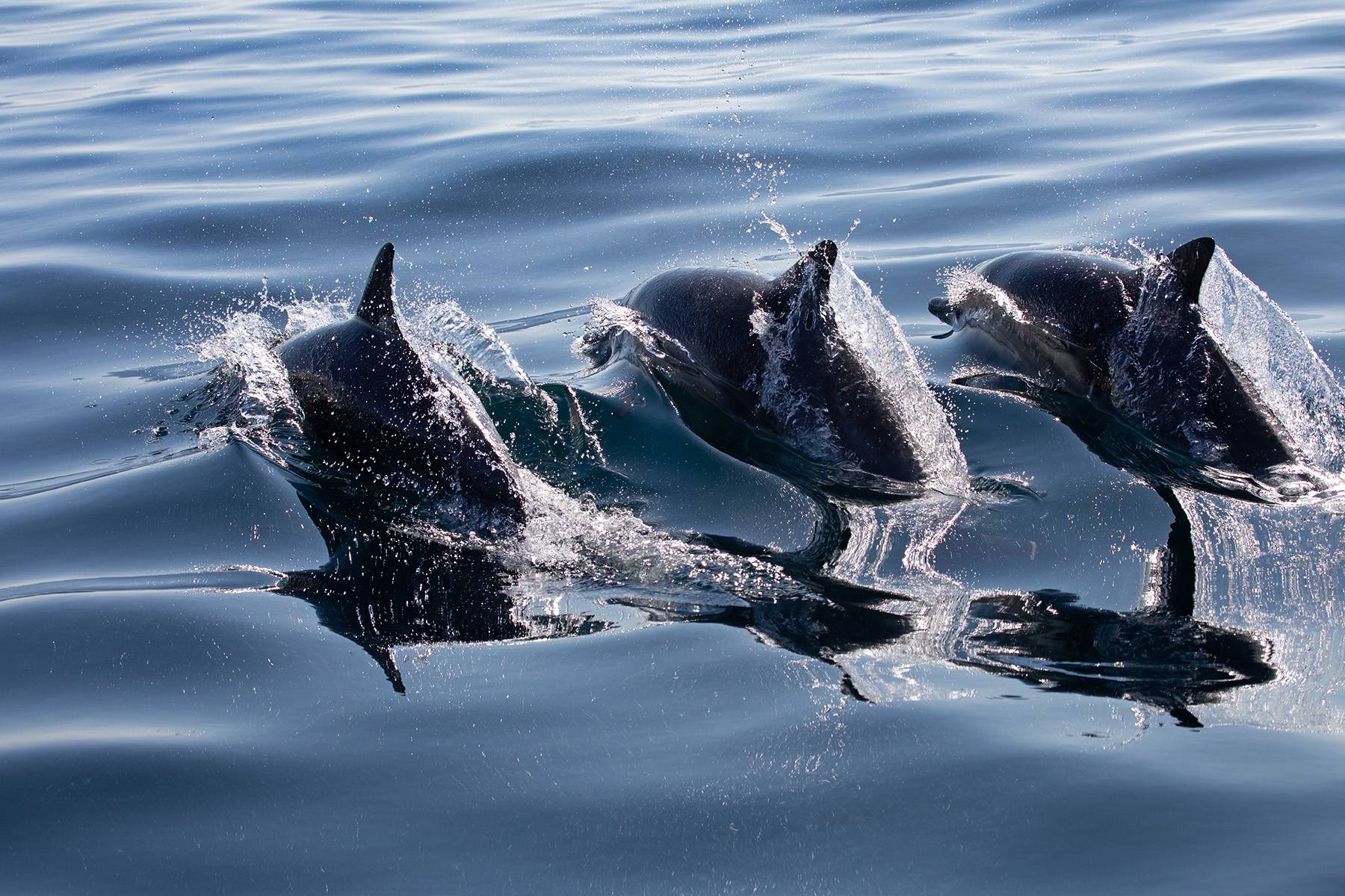 Dolphin Trio Swimming in Sync