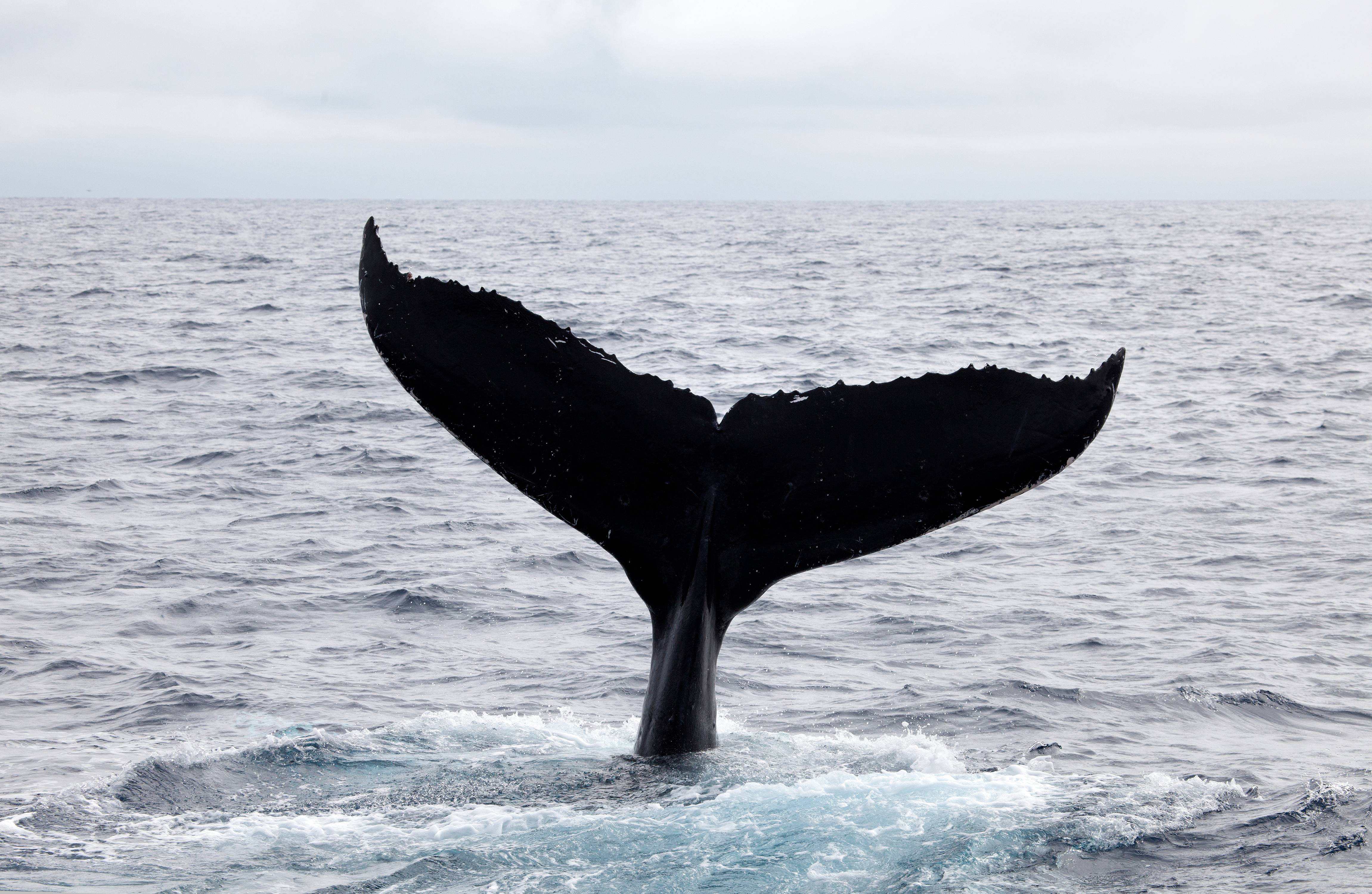 Humpback Whale Tail, Kingdom of Tonga