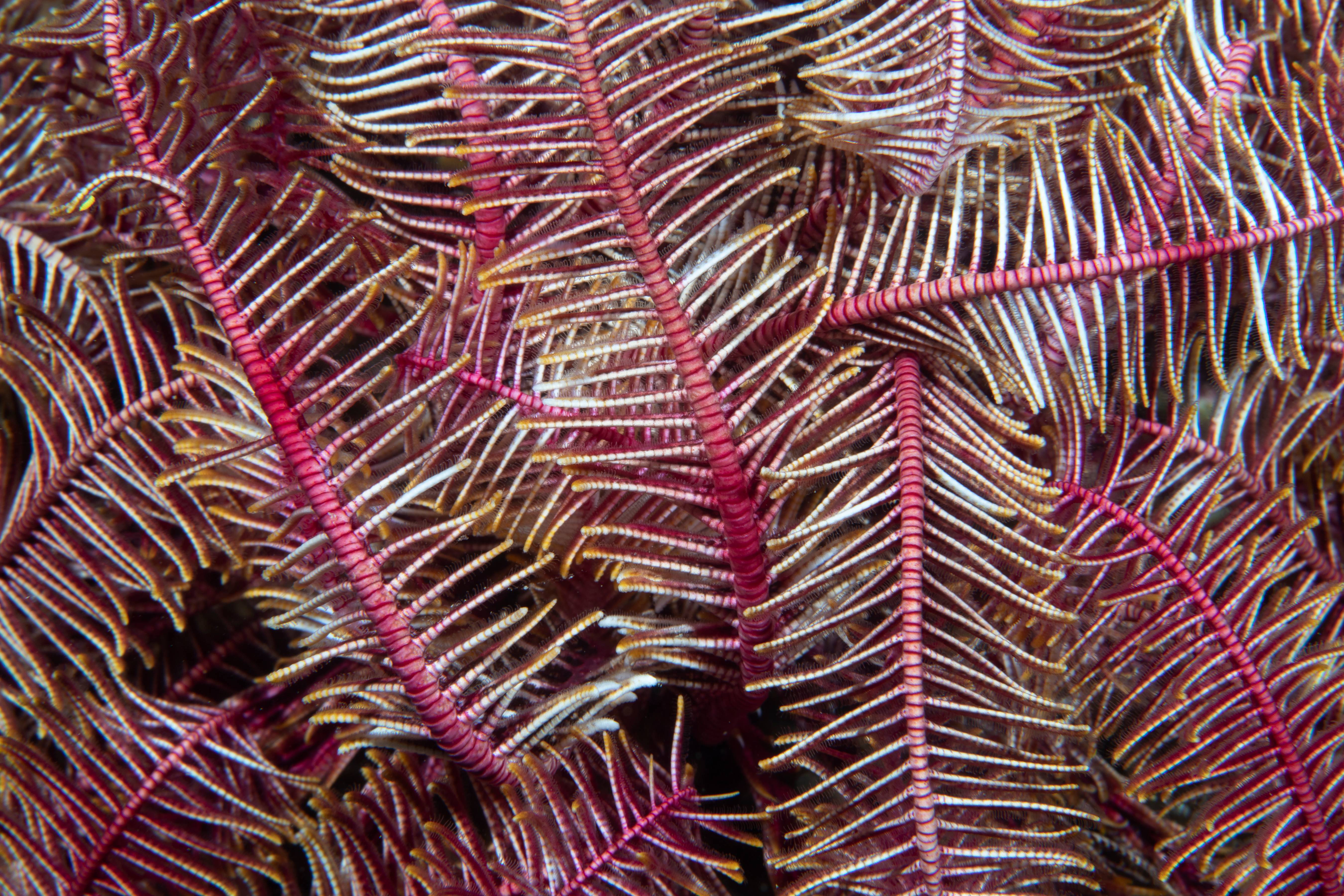 Crinoid Colors, Puerta Galera, Phillipines