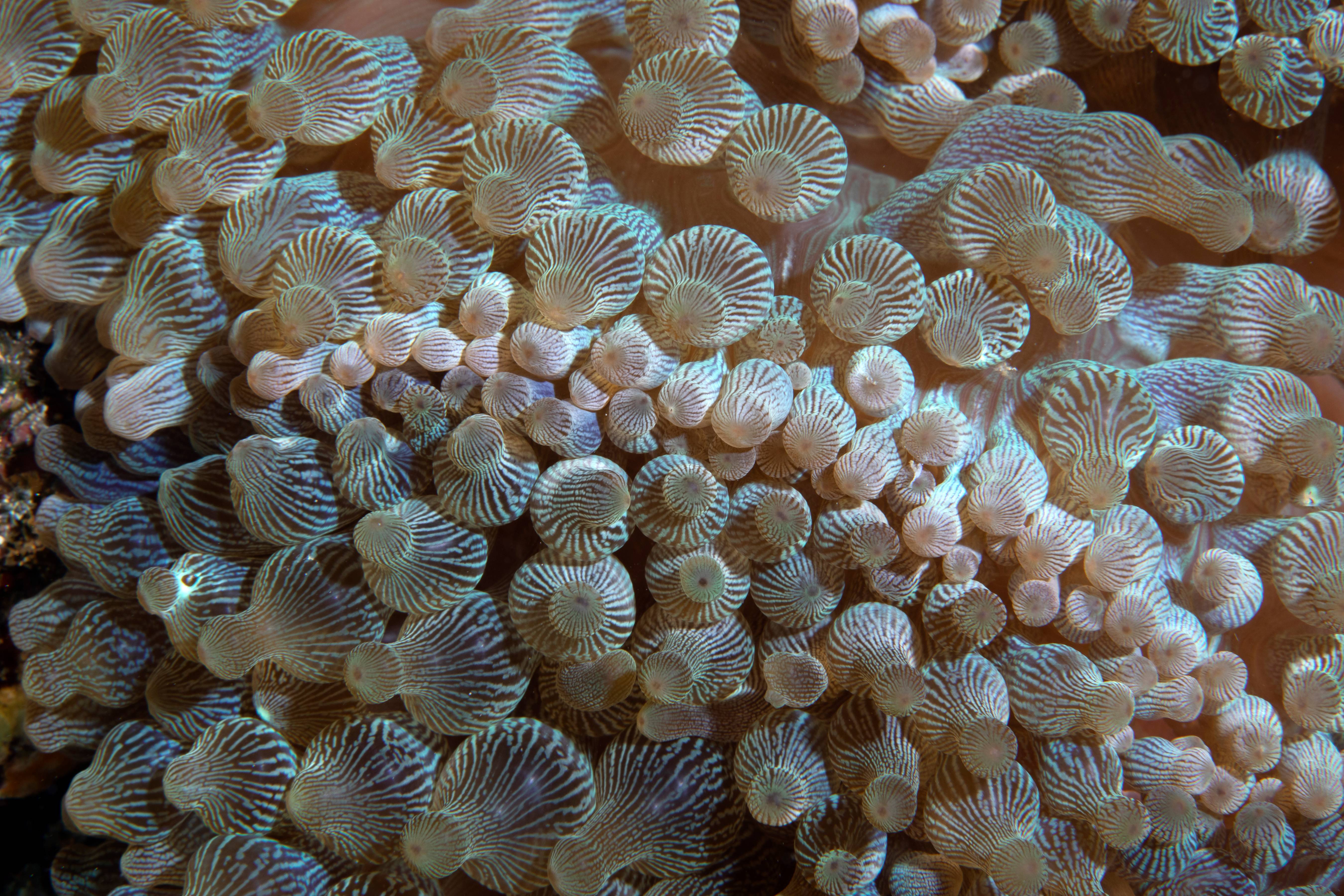 Anemone Patterns, Puerta Galera, Phillipines