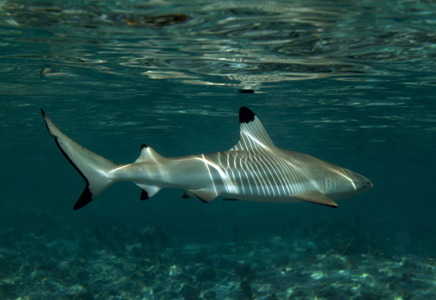 Light Patterns On Blacktip Shark