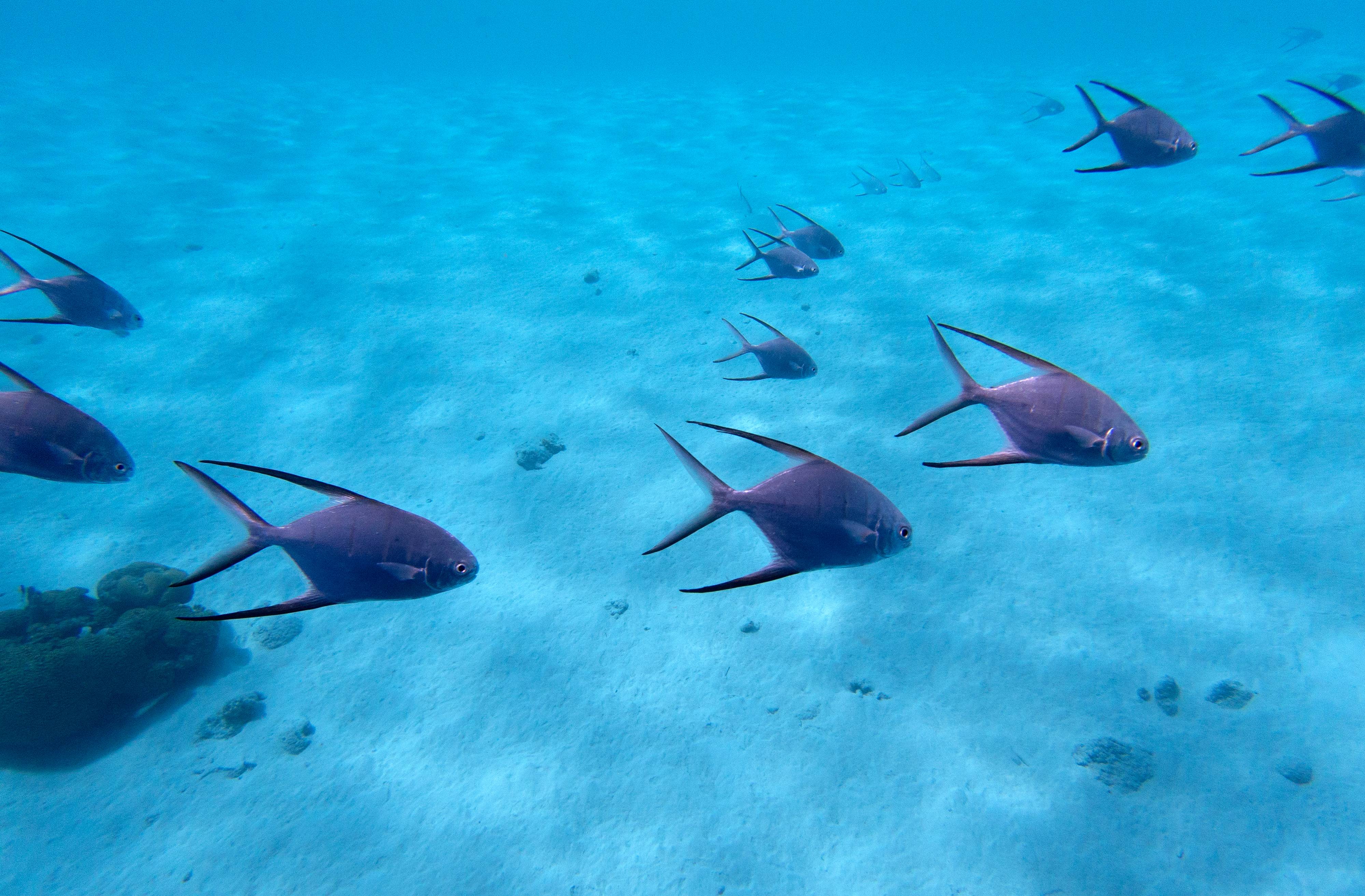 Fish Over Sandy Bottom, Klein Bonaire