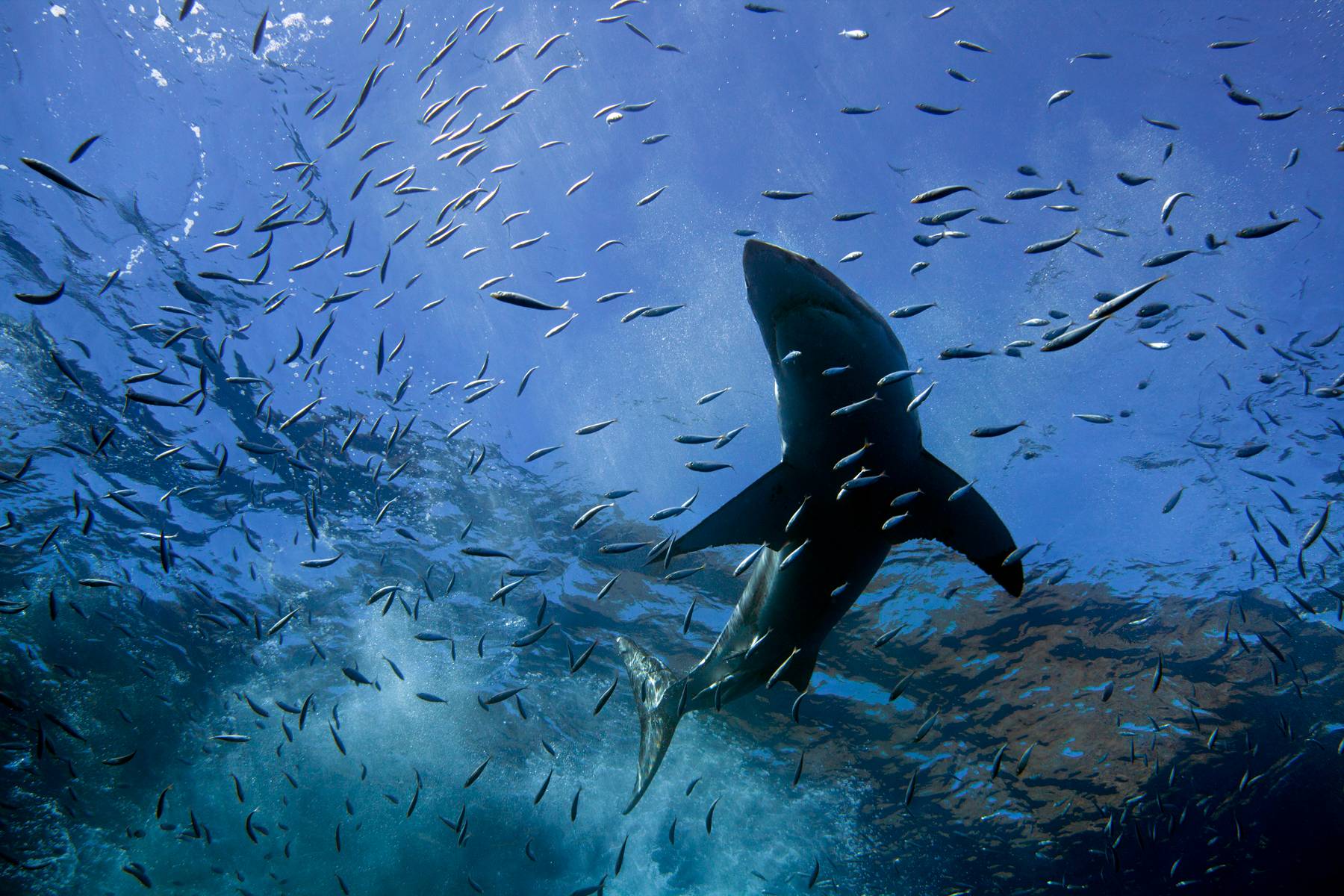 Great White Shark with baitfish, Isla Guadalupe, Mexico