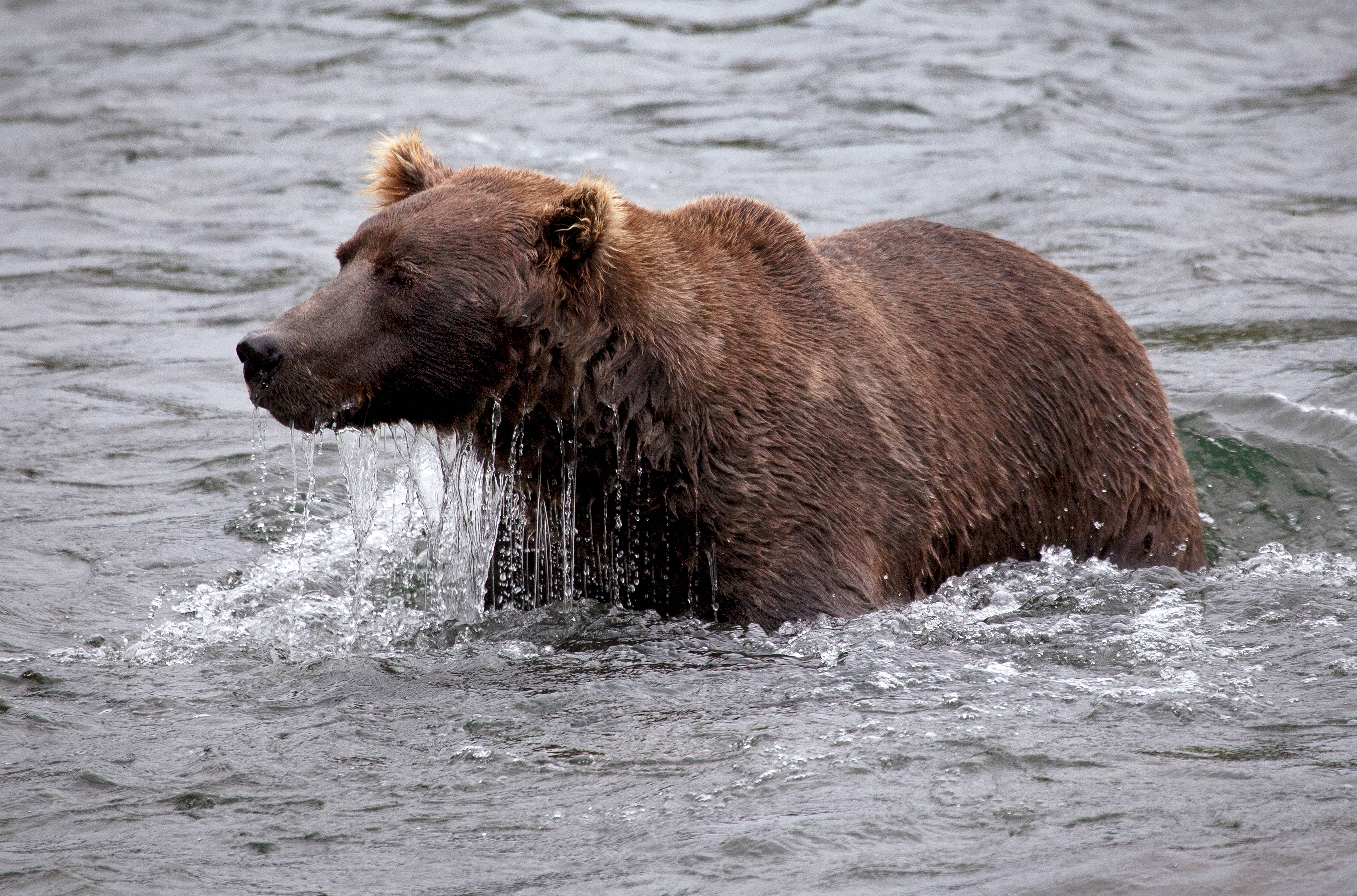 Dripping Grizzly Bear, Alaska