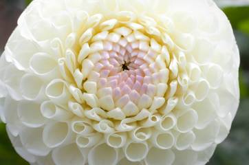Dahlia Study Dahlia Study