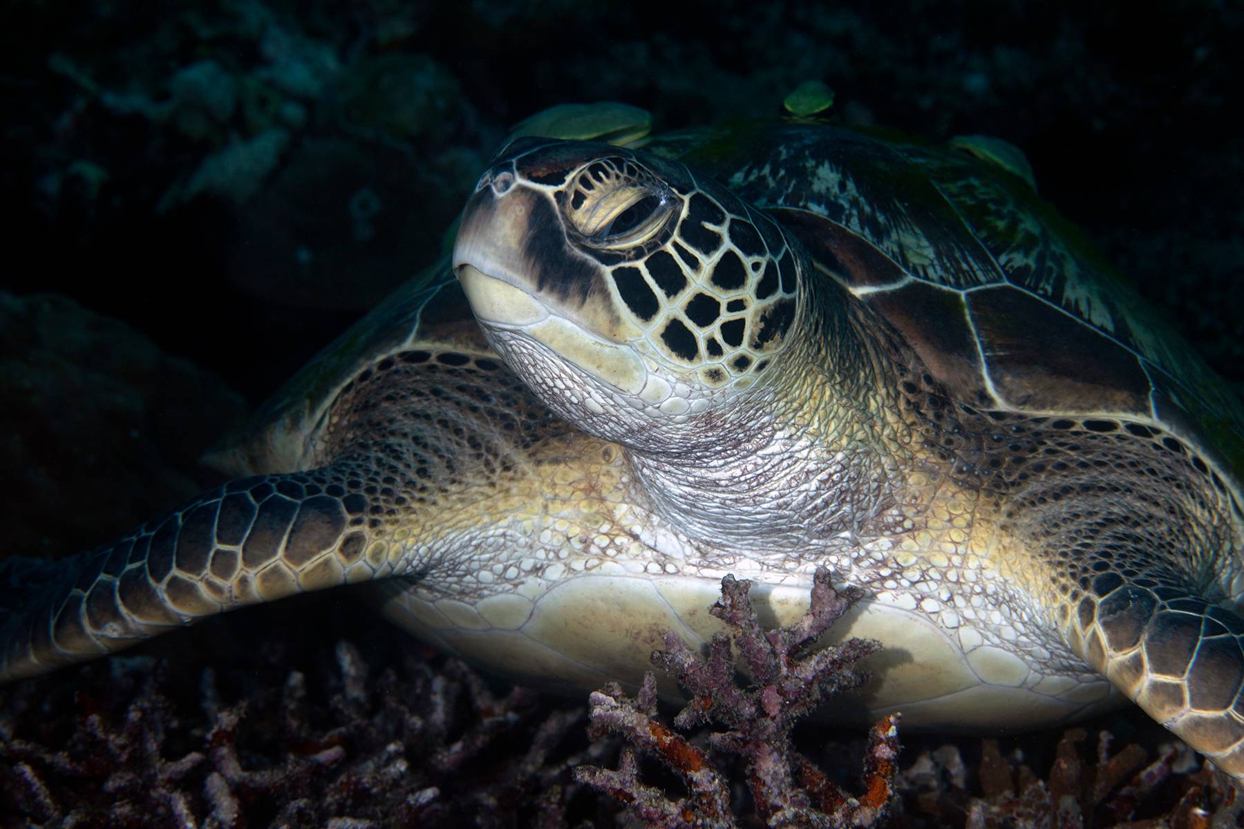 Green Sea Turtle Puerta Galera, Phillipines