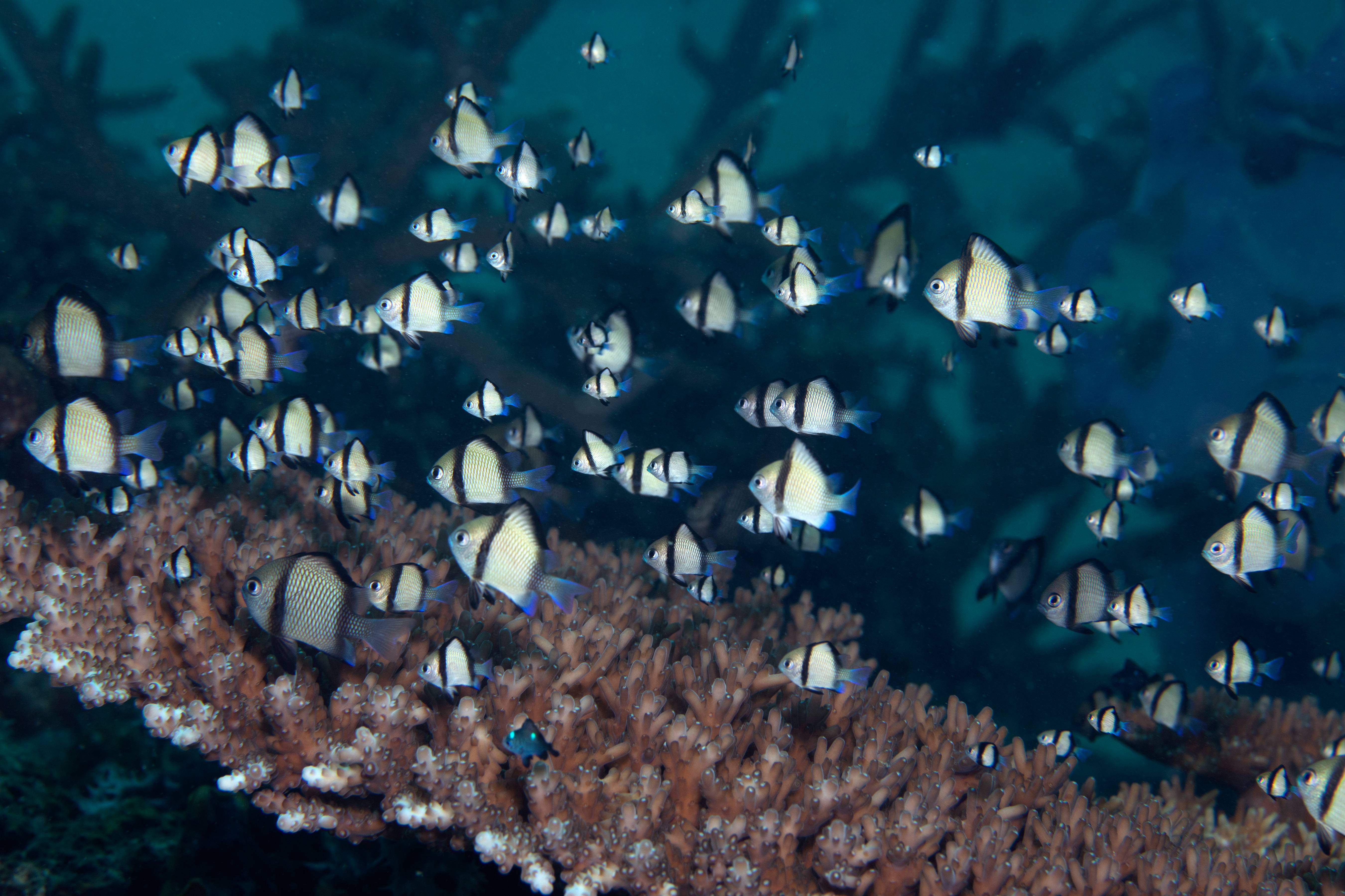 Fish Dancing Above Plate Coral, Puerta Galera, Phillipines