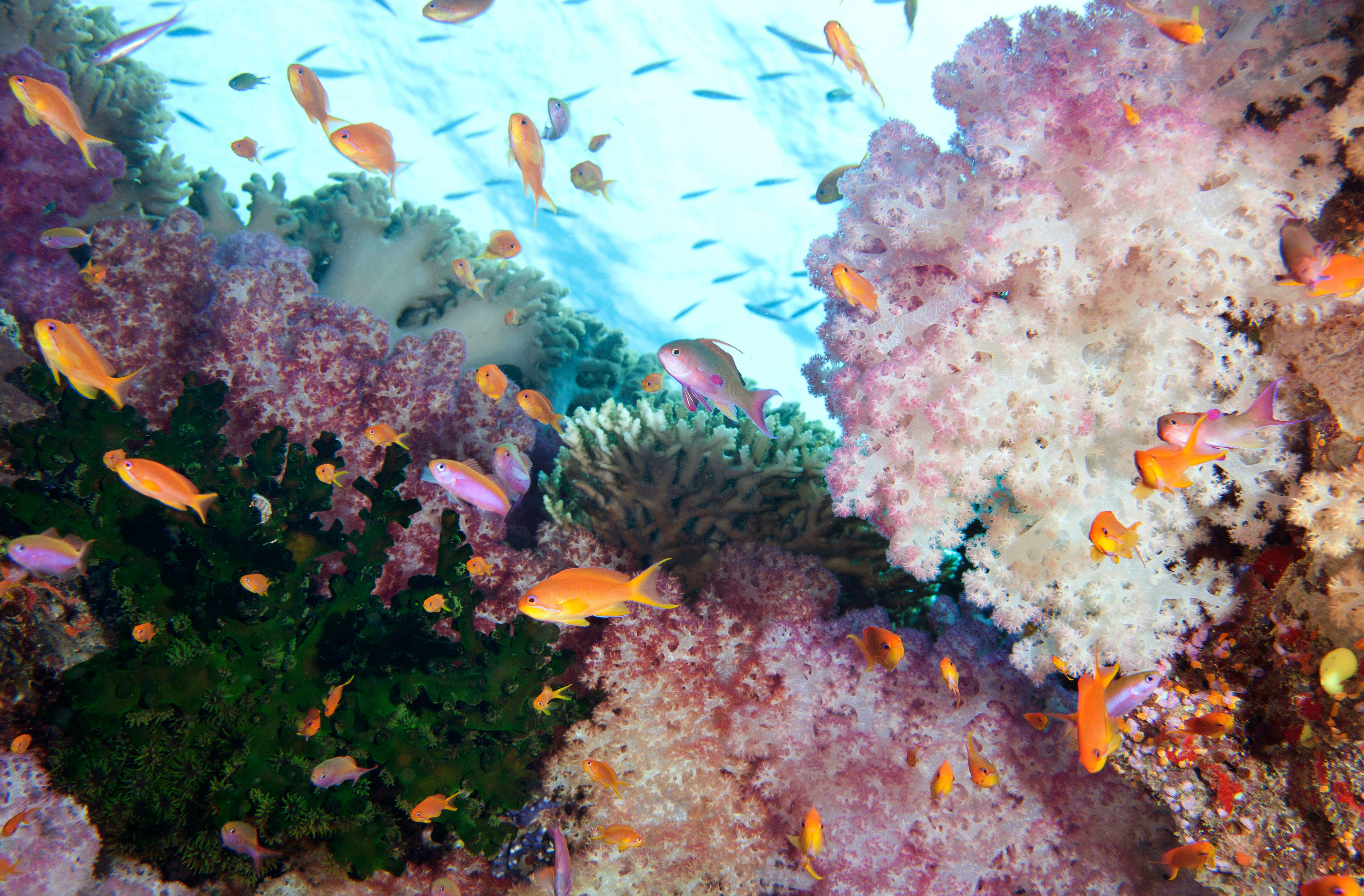 Rainbows of Soft Coral on Reef, Namena, Fiji