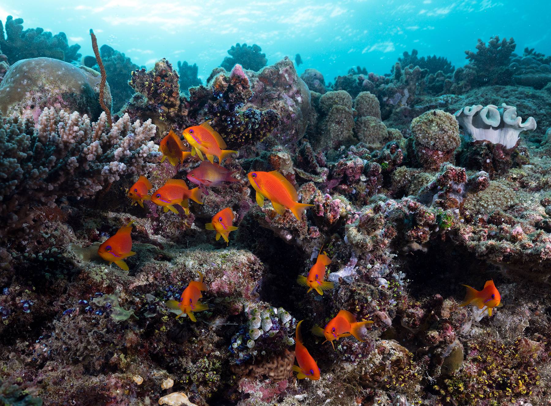 Orange Beauties, Maldives