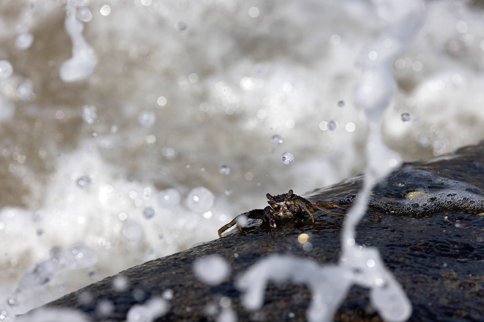 Crab On Lava In Wave Zone, Hawaii