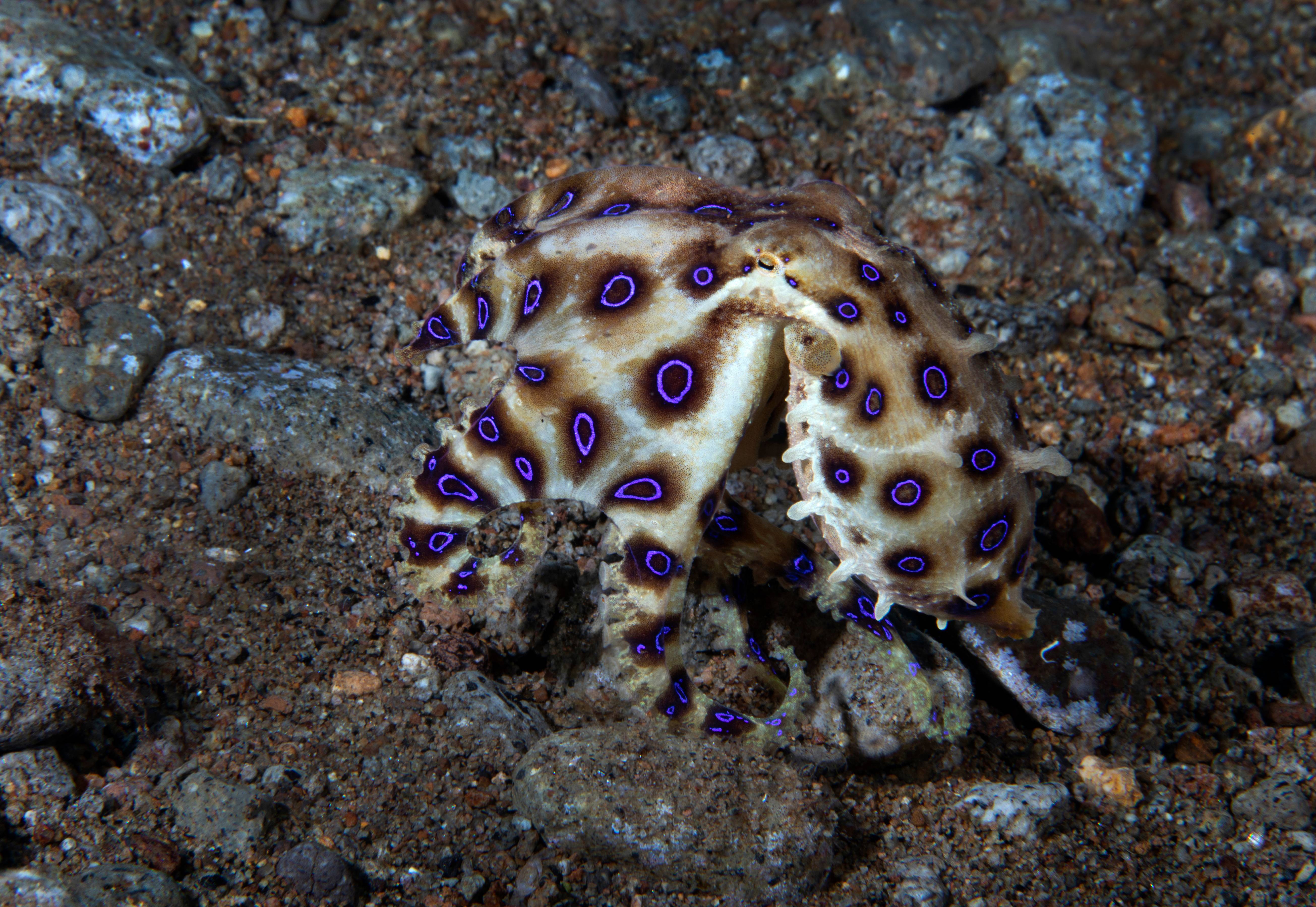 Blue Ring Octopus, Dumaguete, Phillipines