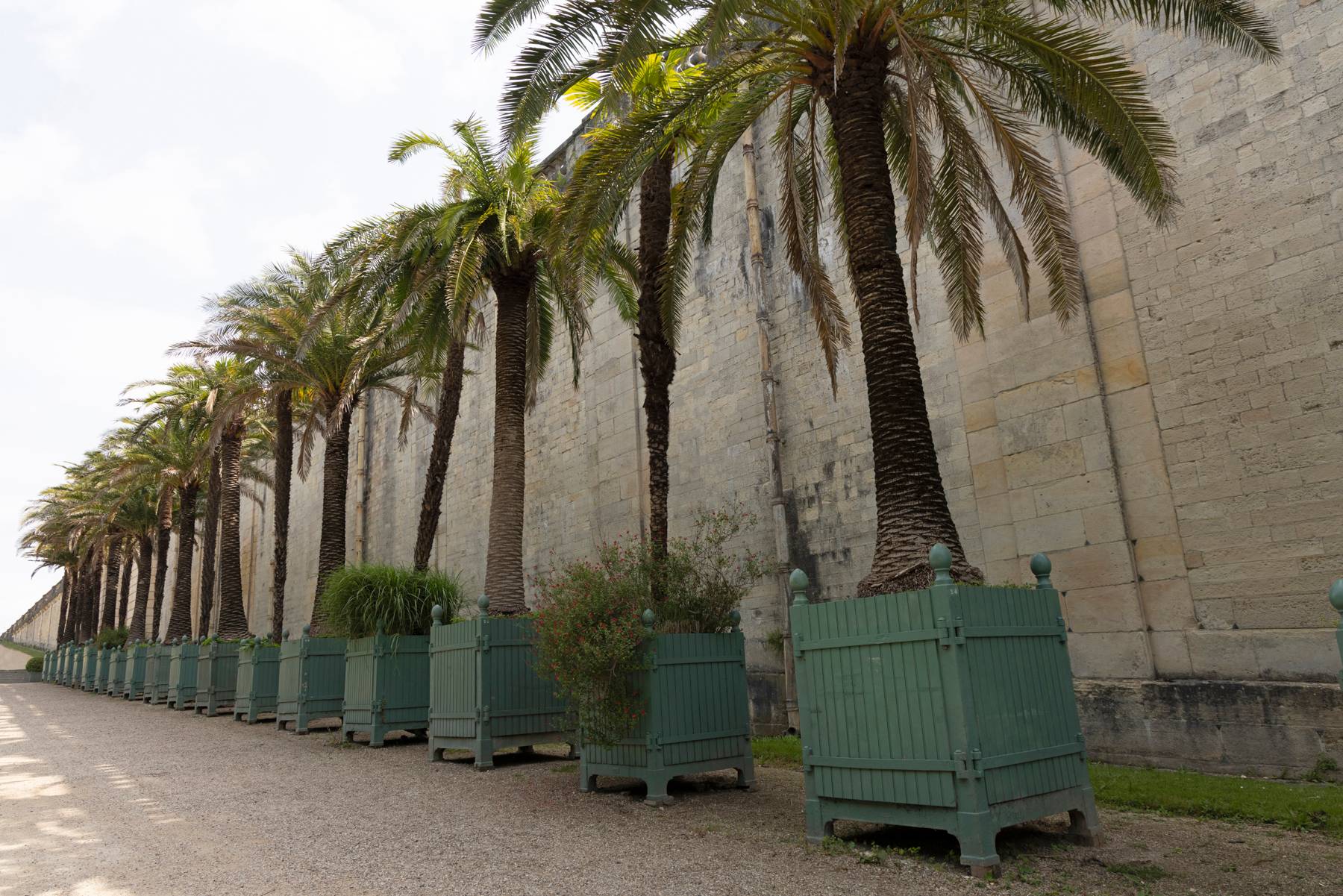 Palms on side of Orangery