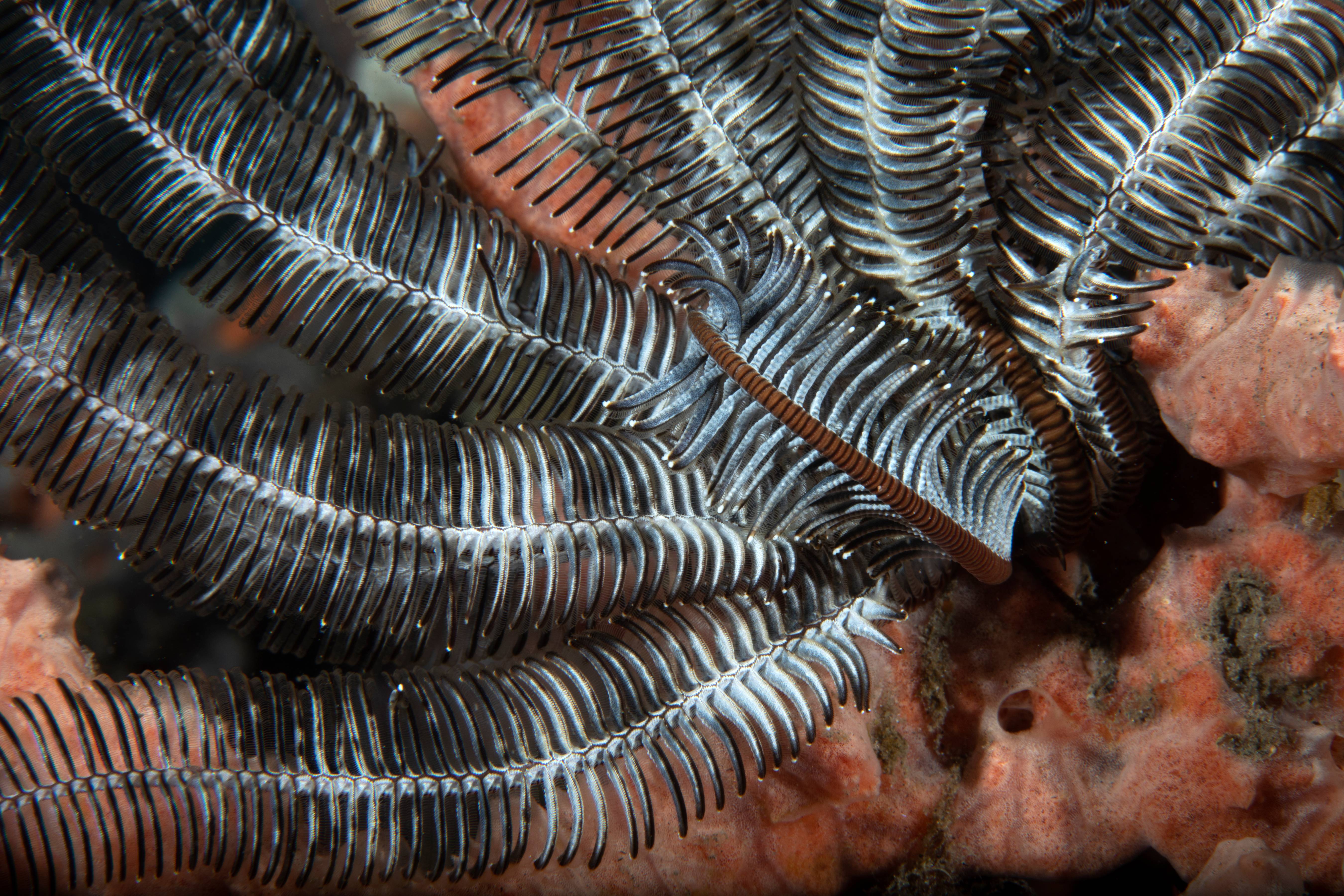 Crinoid and Sponge, Puerta Galera, Phillipines