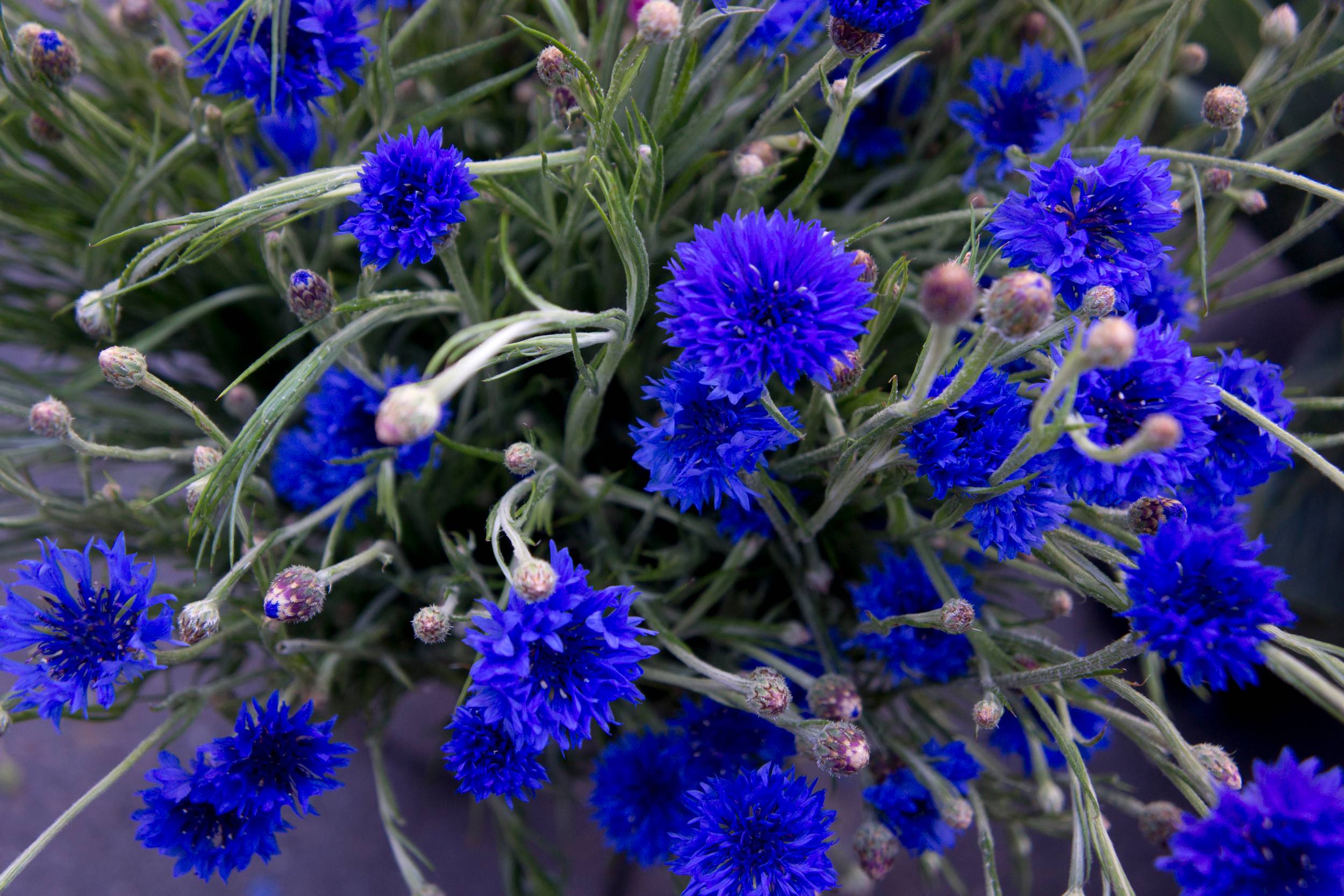 Bachelor Button Explosions