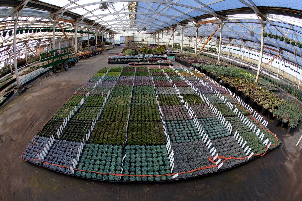 SSLPhoto_SucculentGardens_April2012_ (2045 of 2612).jpg