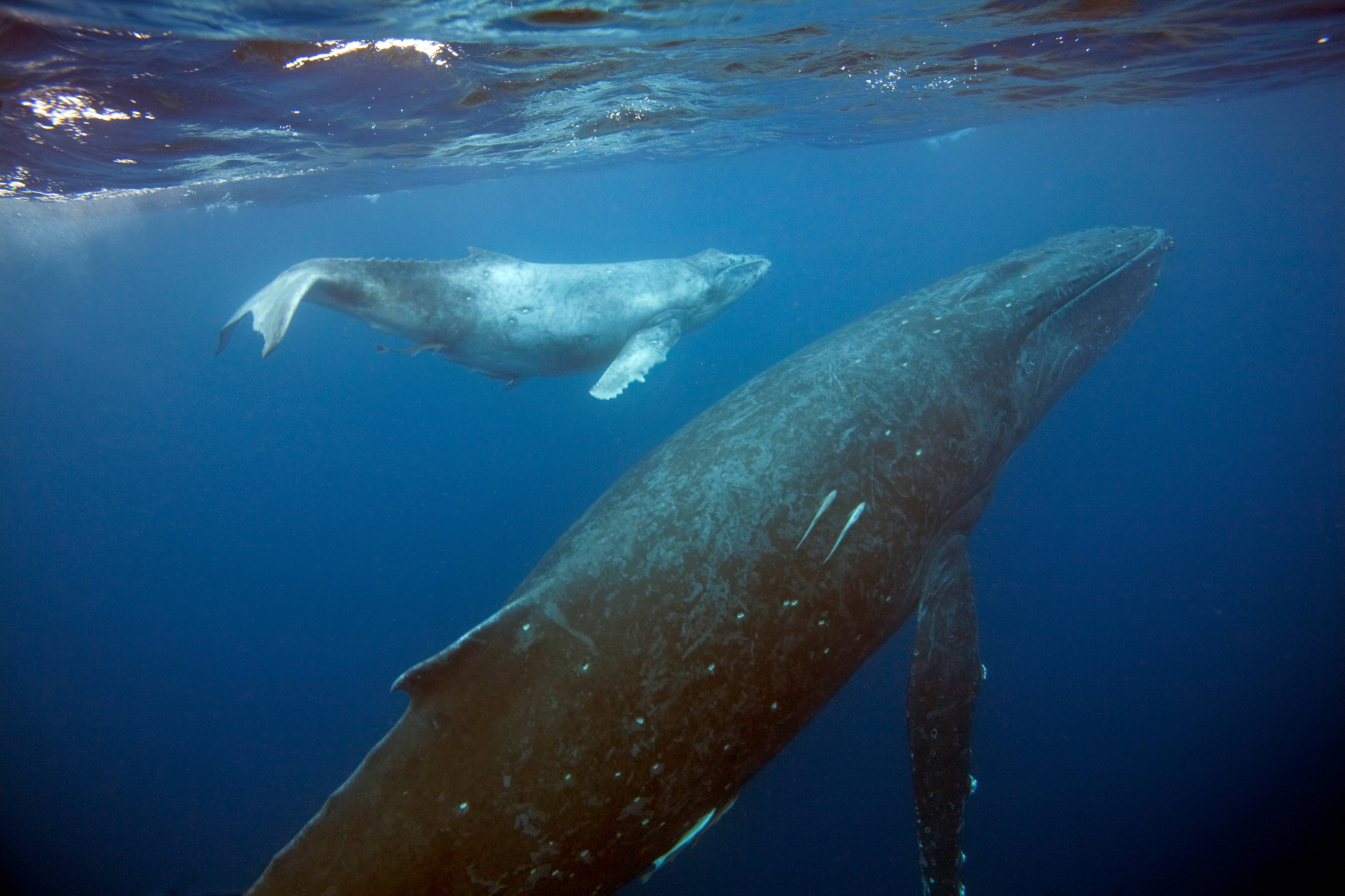 Humpback Whale Mother and Calf, Kingdom of Tonga
