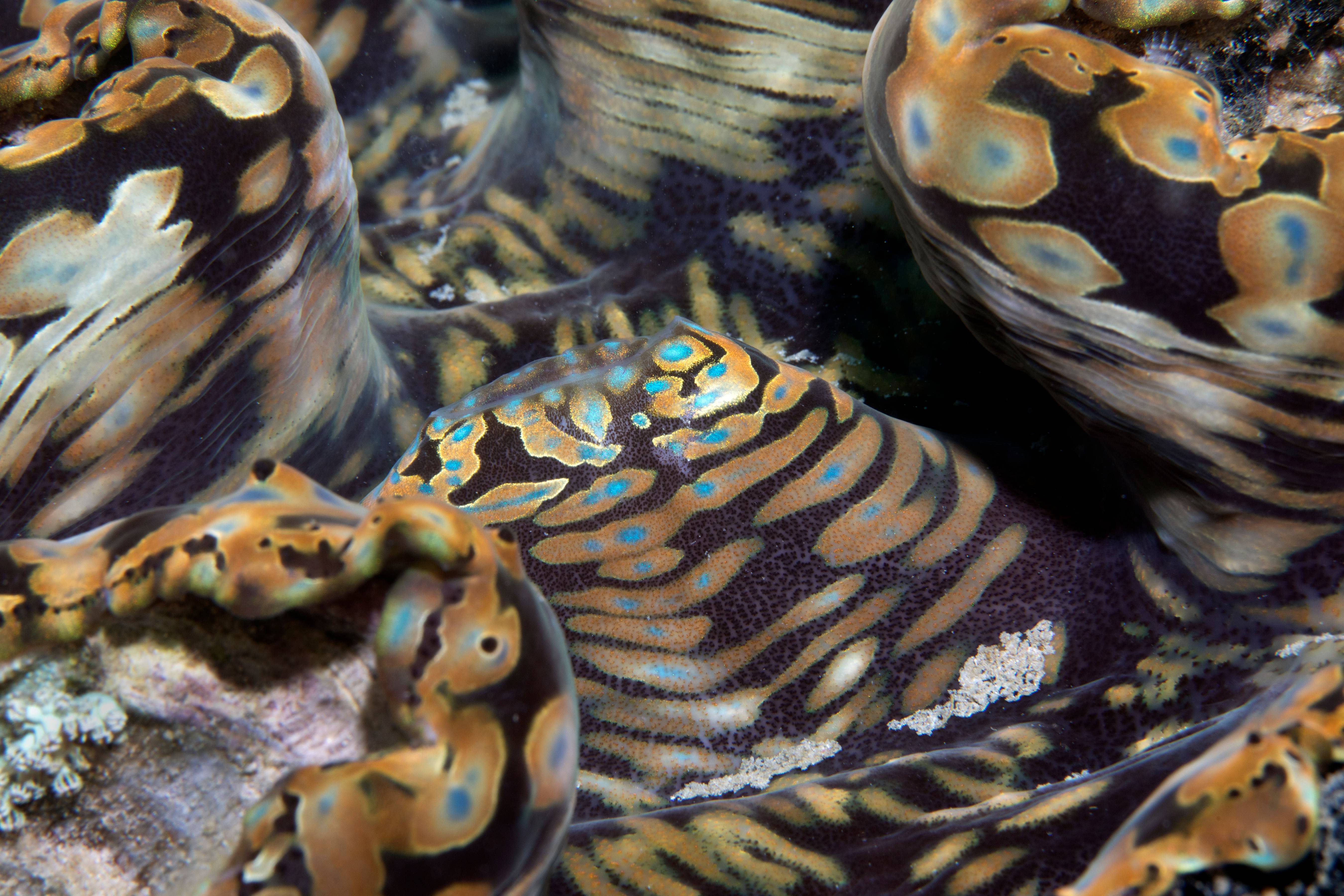 Giant Clam Mantle Study, Puerta Galera, Phillipines