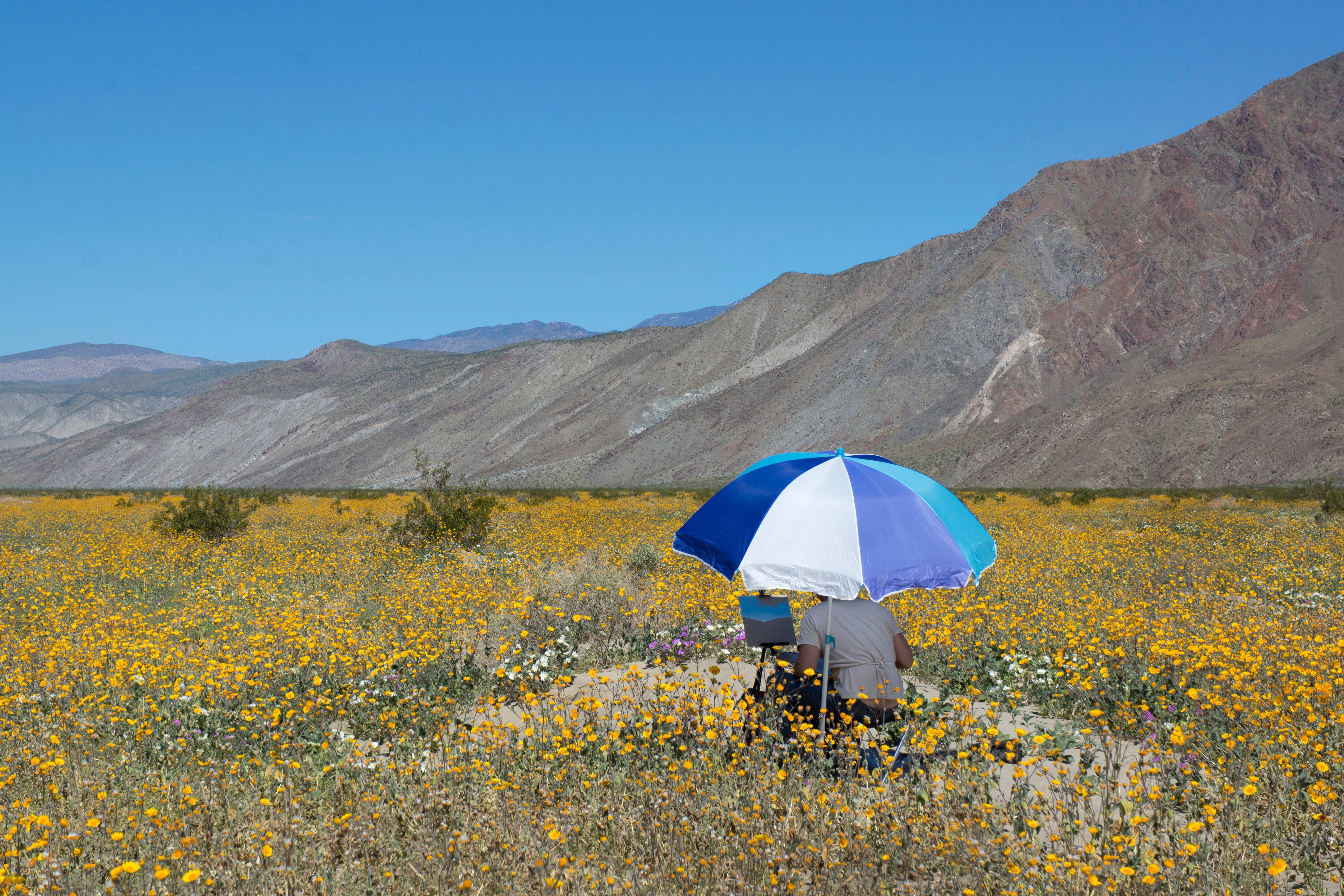 Wildflowers and Artist, Anza Borrego, California