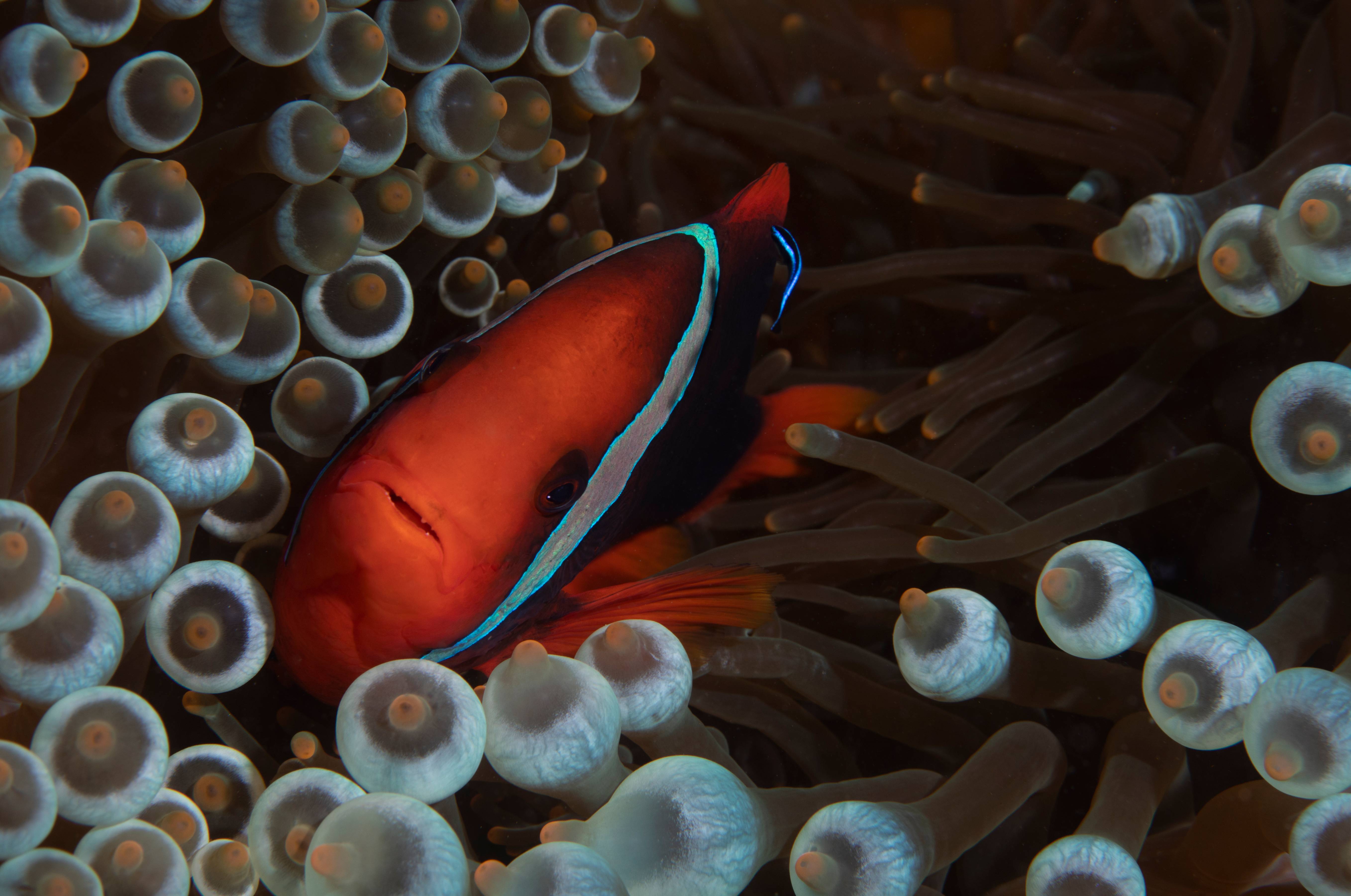 Anemonefish, Phillipines