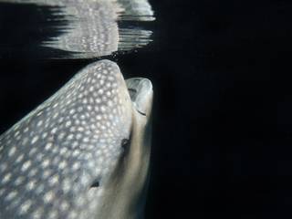 Whale Shark Feeding at Night, Maldives