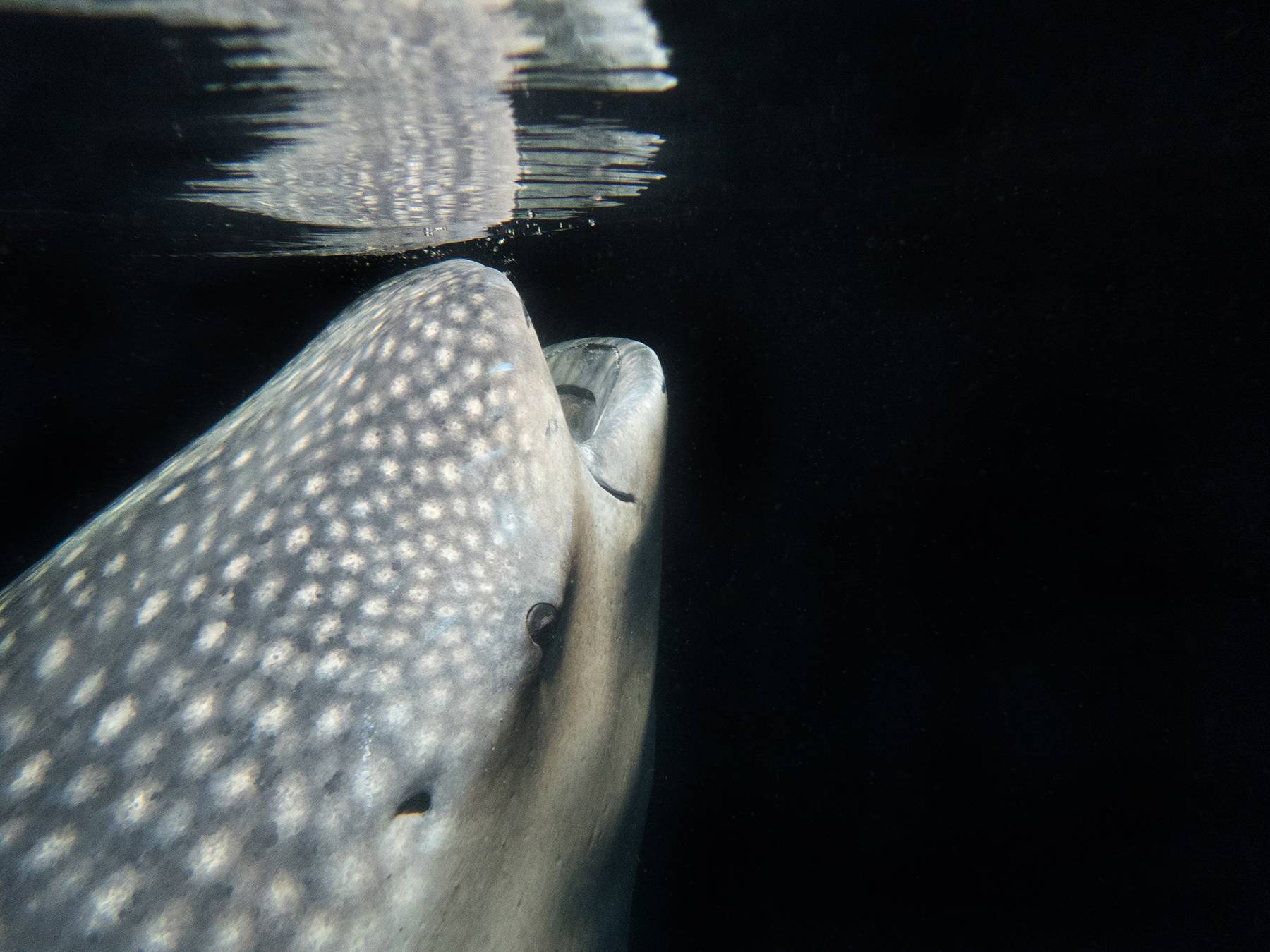 Whale Shark Feeding at Night, Maldives
