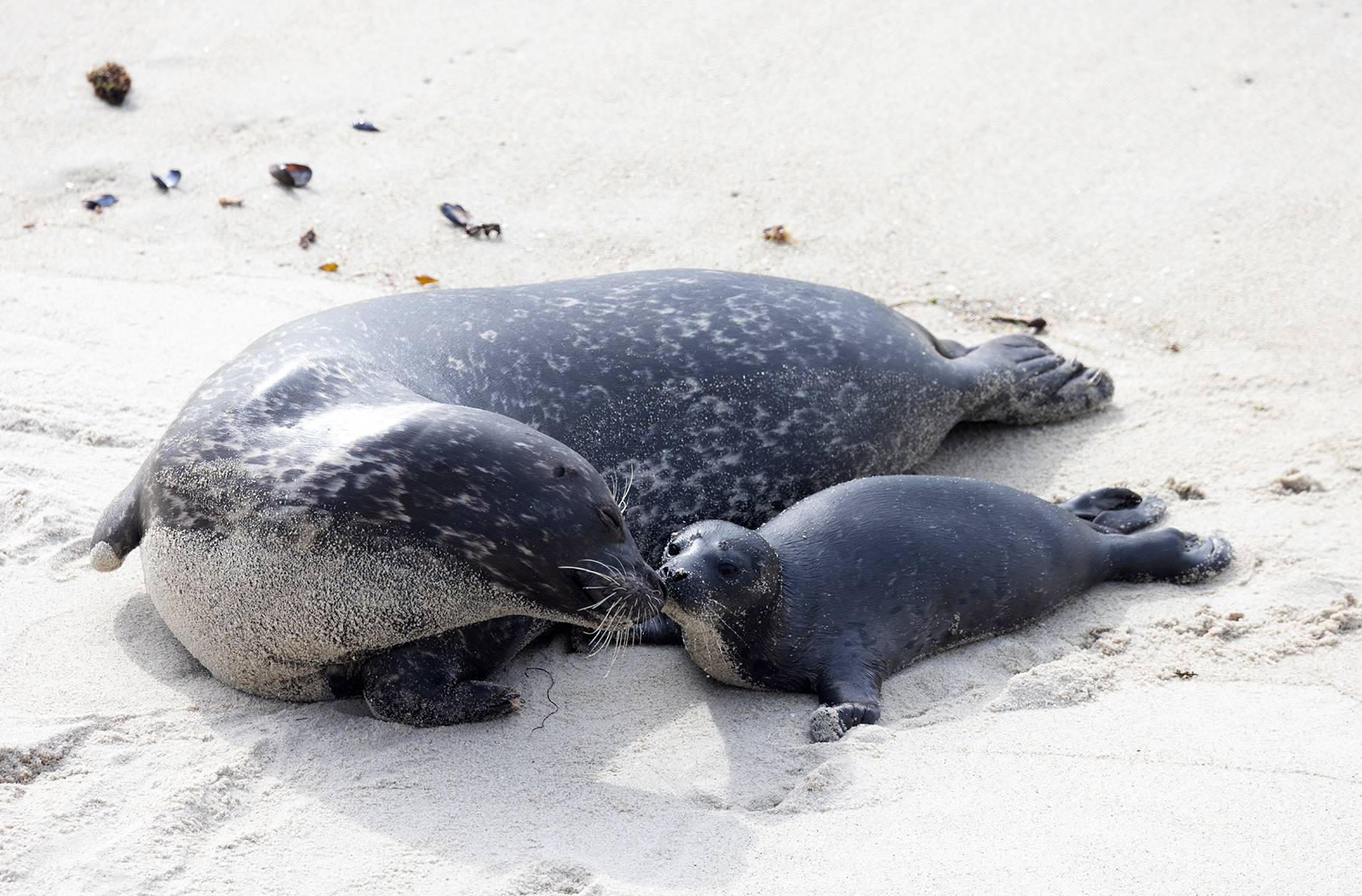 Harbor Seal Mama And Pup