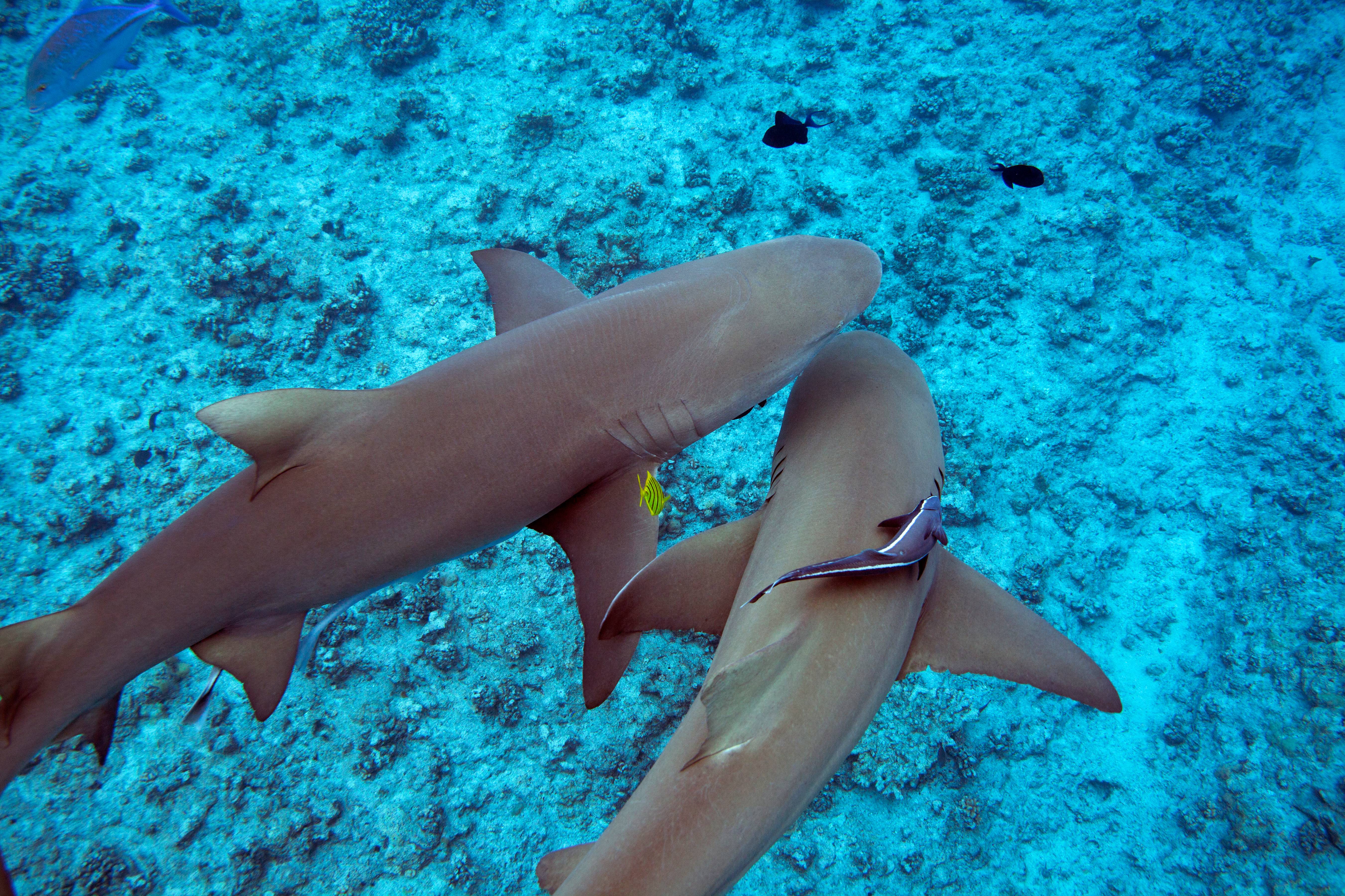Lemon Sharks