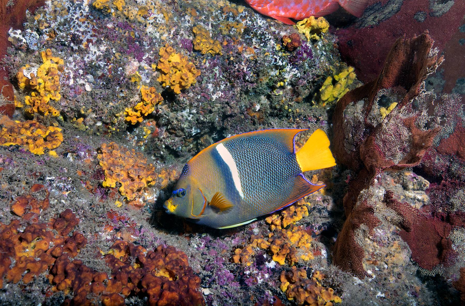 Angelfish And Reef Life