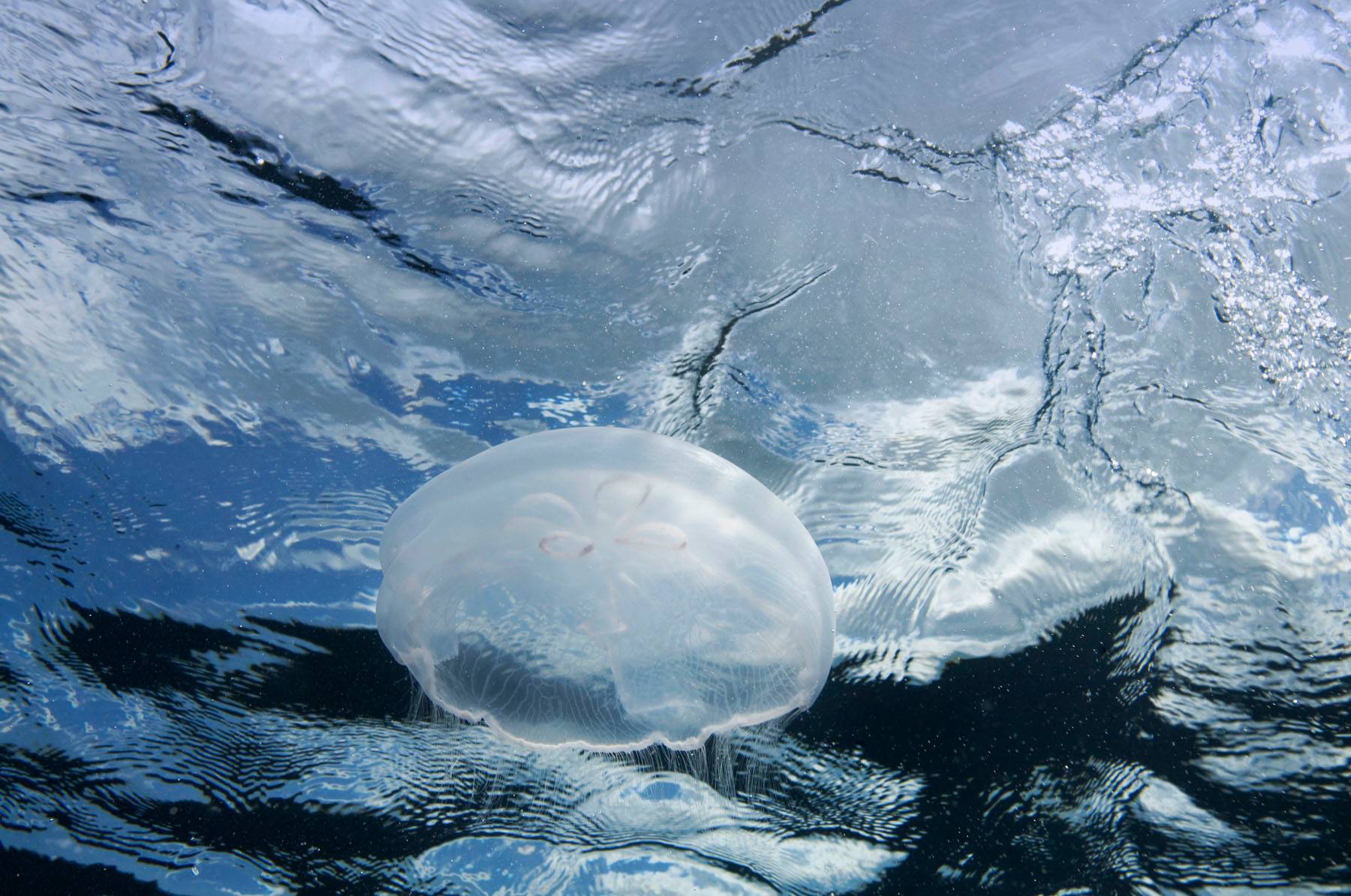 Moon Jelly at Surface